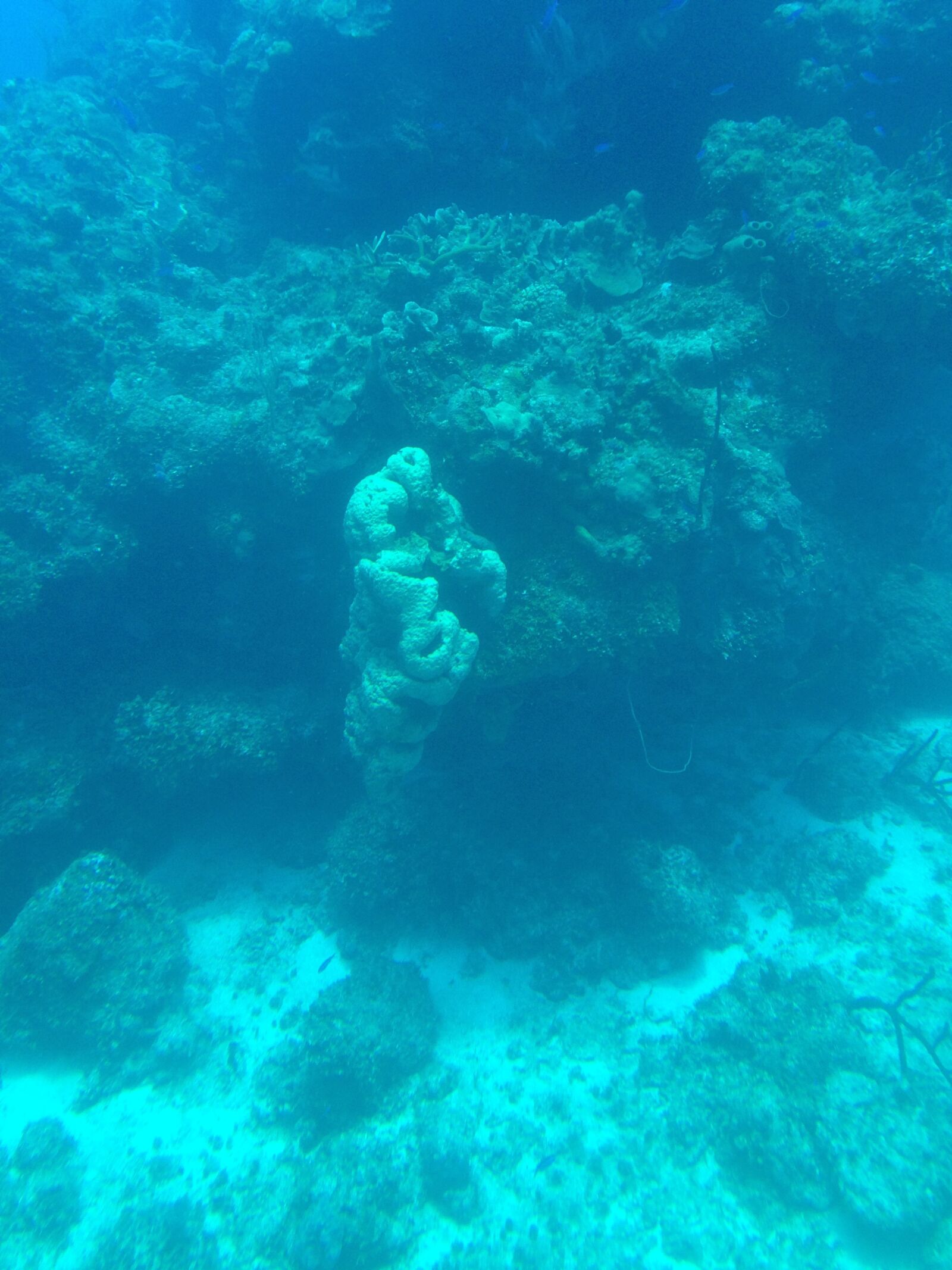 iPhone 5 back camera 4.12mm f/2.4 sample photo. Coral reef, underwater, marine photography