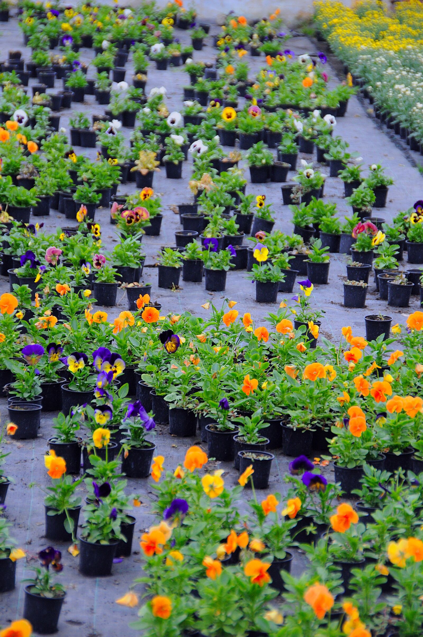 Nikon D3200 sample photo. Plants, flowers, summer flowers photography