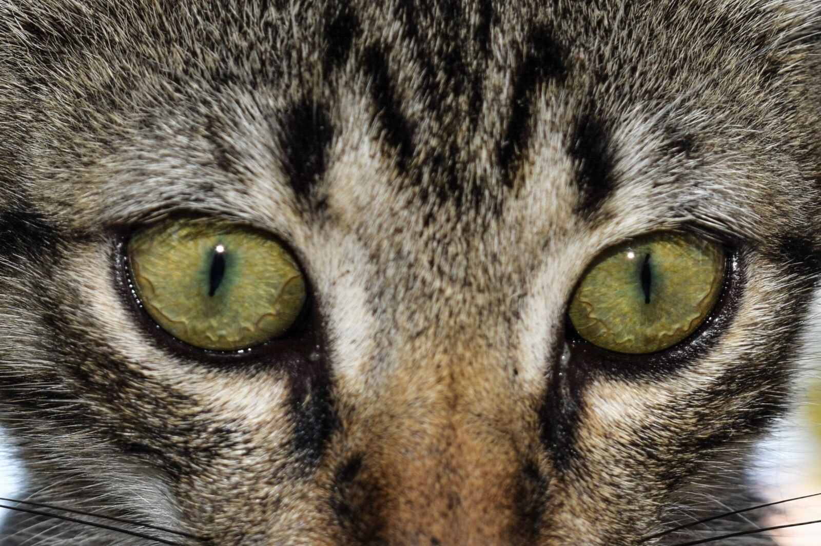 Nikon D3300 sample photo. Eyes, cat, cat eyes photography