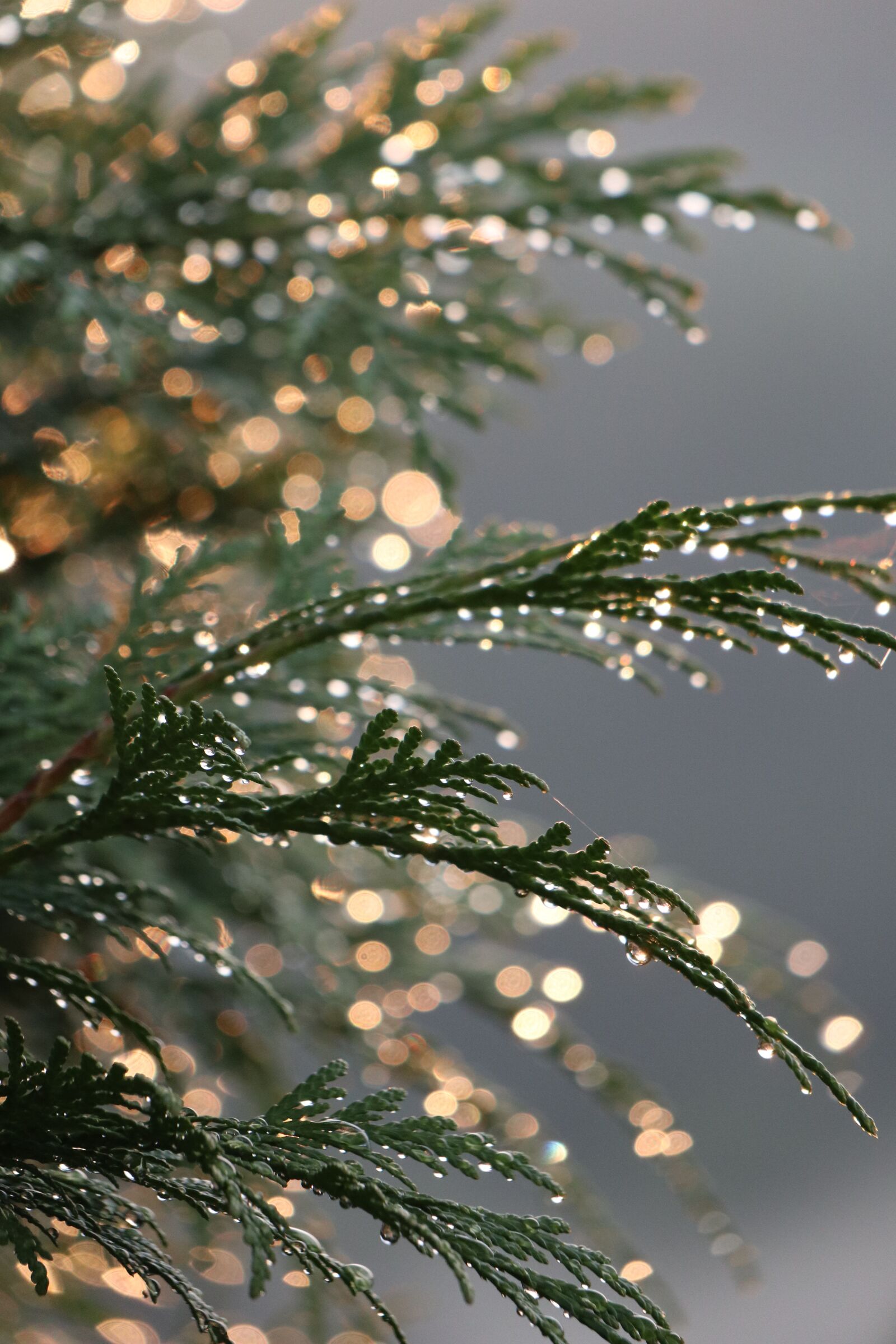 Canon EOS M6 sample photo. Thuja, plant, drops photography