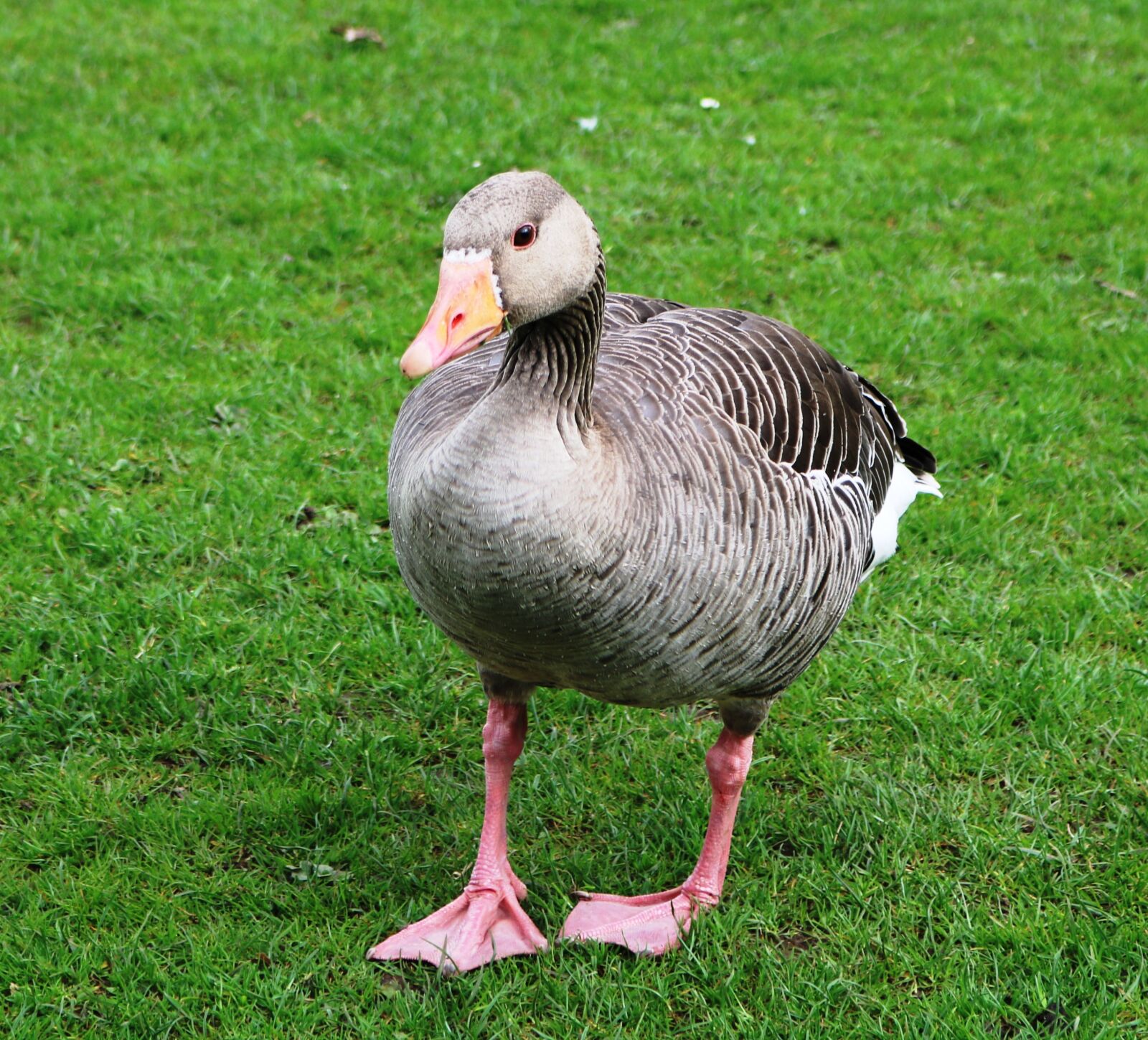 Canon EOS 750D (EOS Rebel T6i / EOS Kiss X8i) sample photo. Goose, pink-footed goose, anser photography