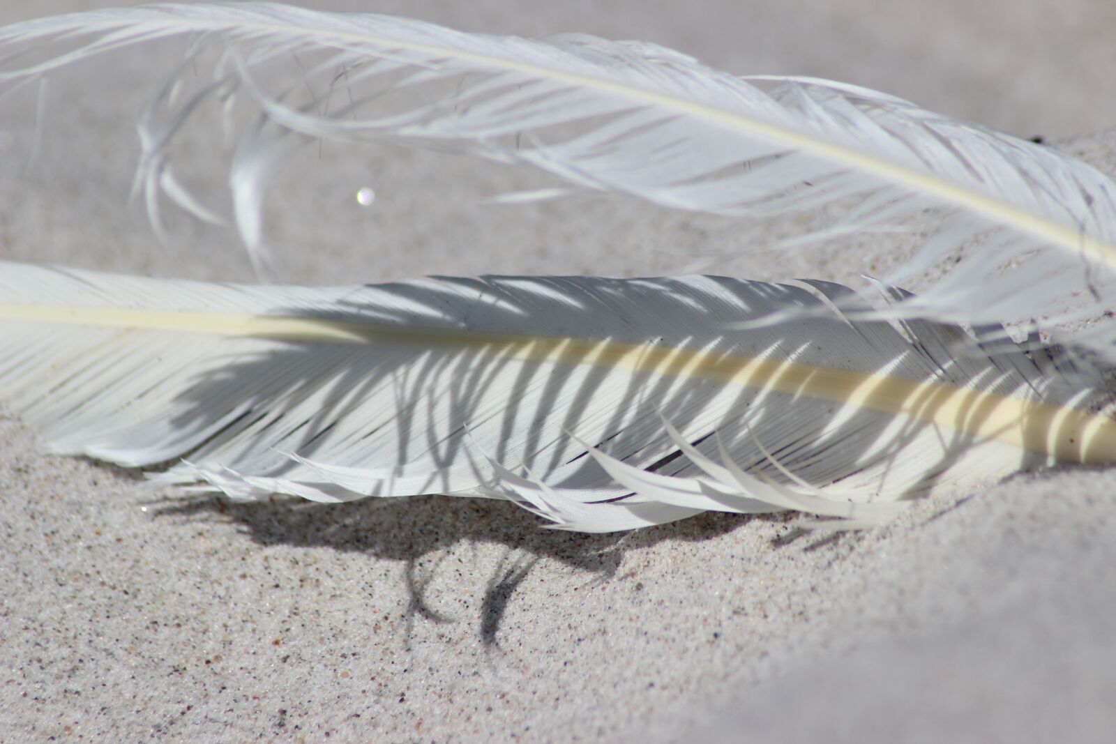 Canon EOS 600D (Rebel EOS T3i / EOS Kiss X5) sample photo. Feather, sand, beach photography