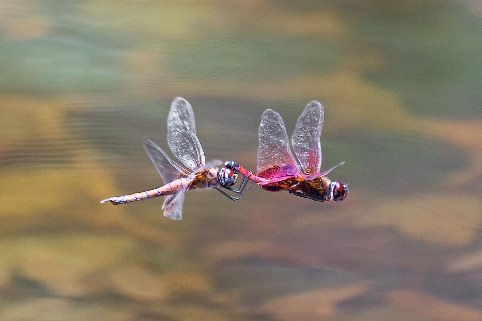 Nikon D7200 sample photo. Dragonfly, flight, insect photography