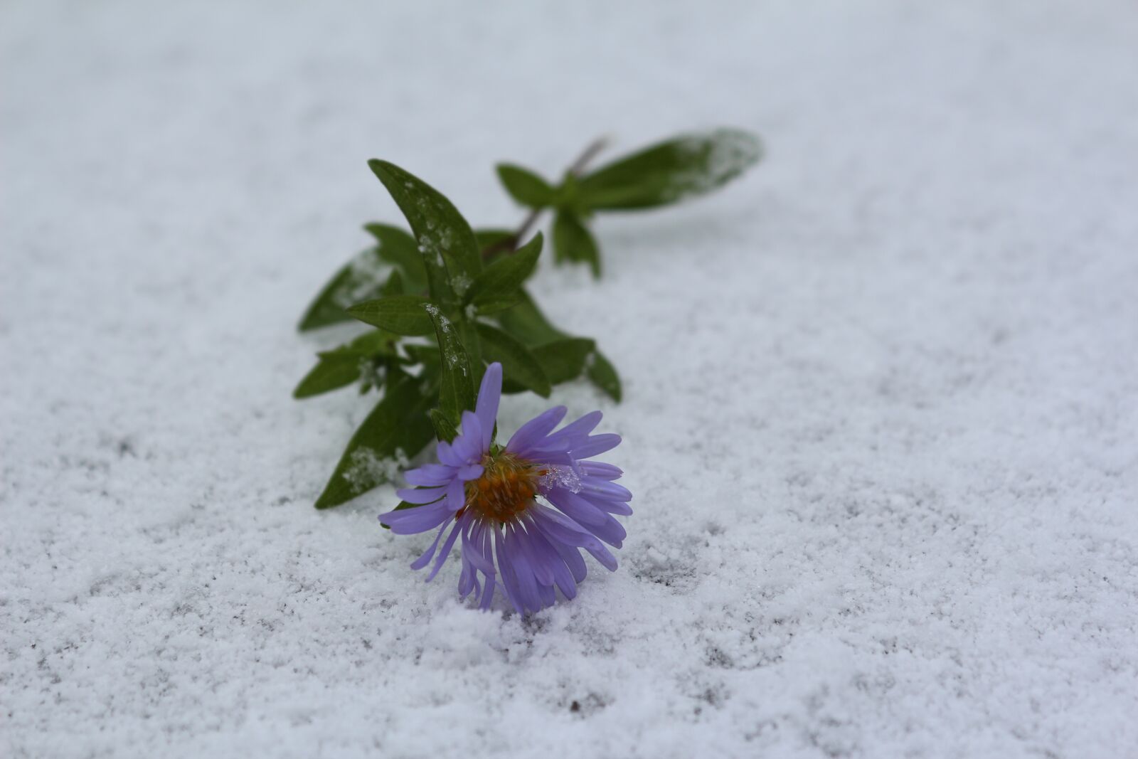 Canon EOS 650D (EOS Rebel T4i / EOS Kiss X6i) sample photo. Flower in the snow photography