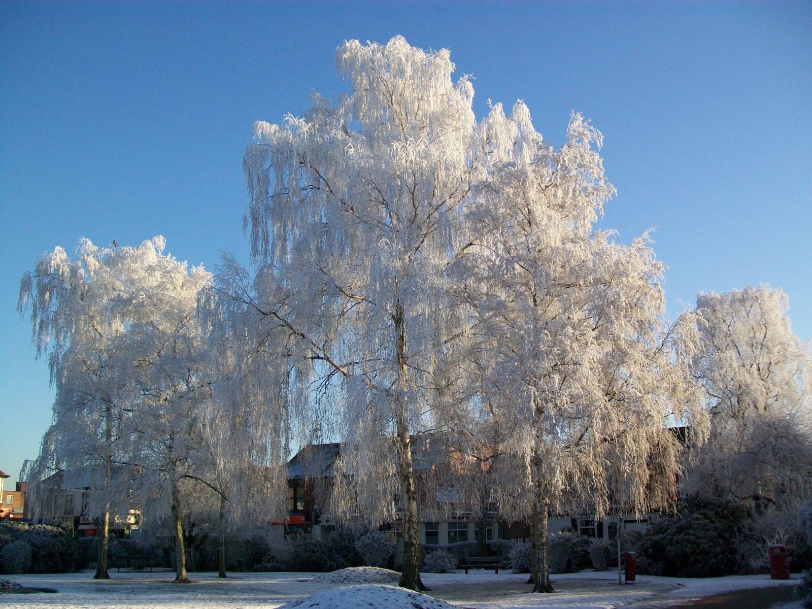 Kodak EasyShare C913 sample photo. Winter, trees, frost photography