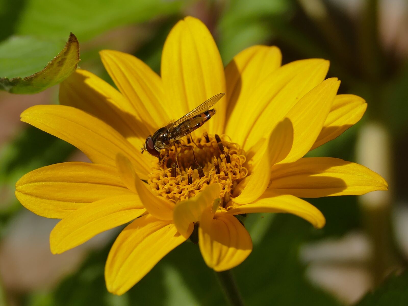 Panasonic Lumix DMC-FZ1000 sample photo. Hoverfly, yellow, insect photography