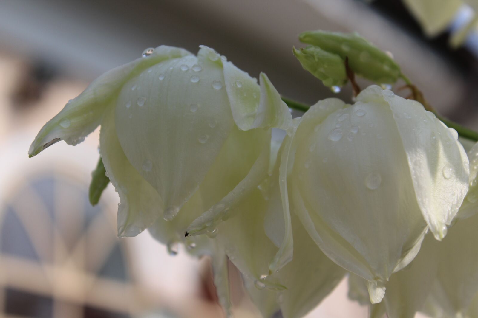 Canon EOS 1200D (EOS Rebel T5 / EOS Kiss X70 / EOS Hi) sample photo. Flower, bell, spring photography