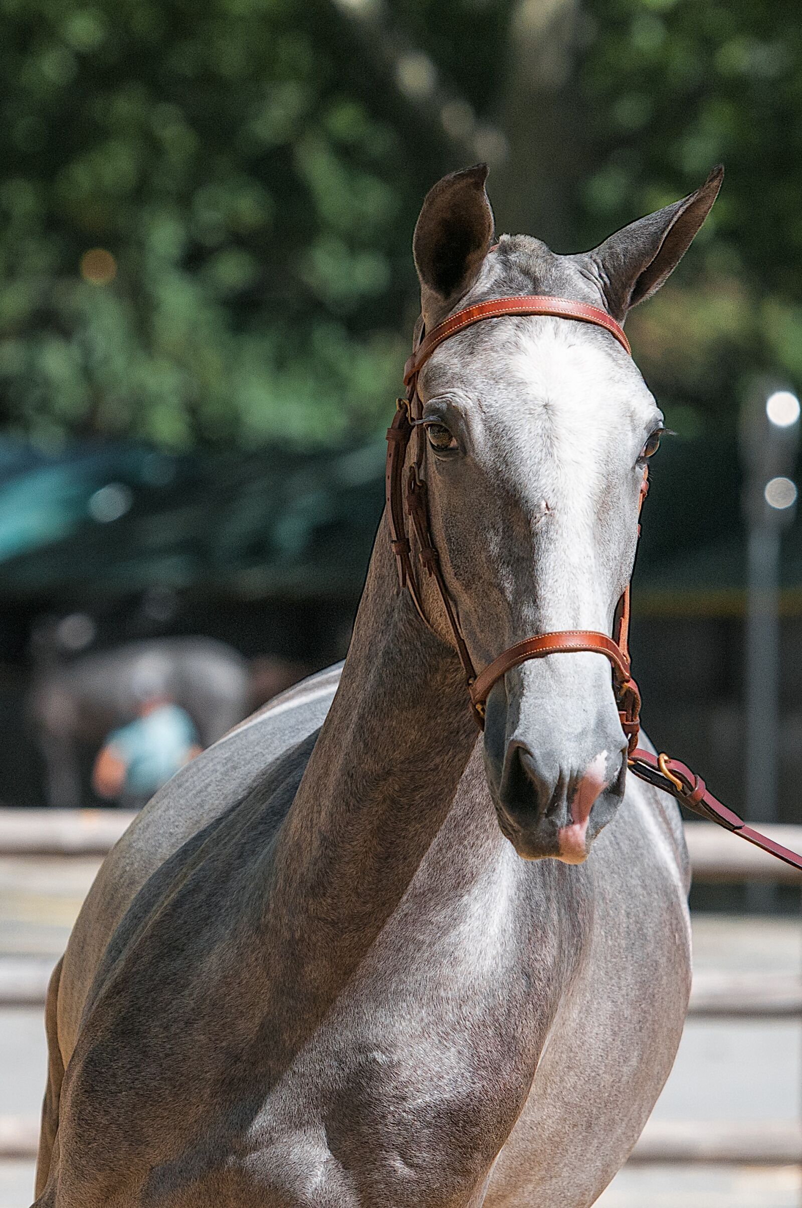 Nikon D300S sample photo. Horse, contest, horseback riding photography