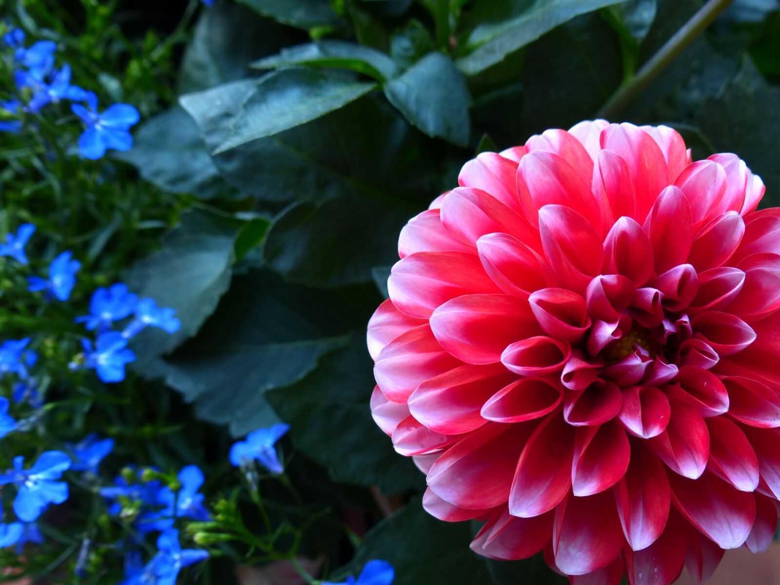 Panasonic Lumix DMC-FZ200 sample photo. Flower, nature, plant photography