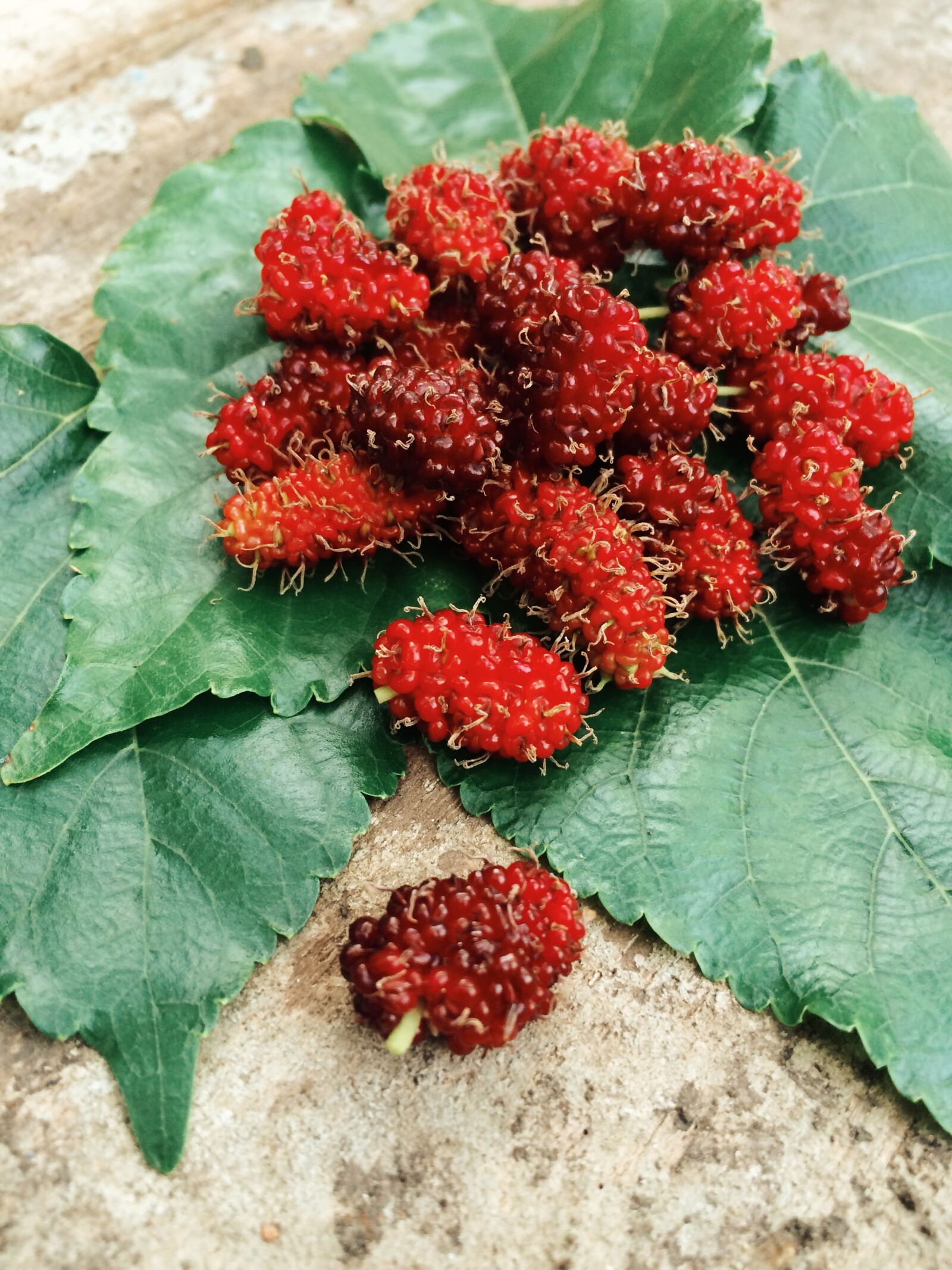 iPhone 5s back camera 4.15mm f/2.2 sample photo. Fruit, leaf, mulberries, mulberry photography
