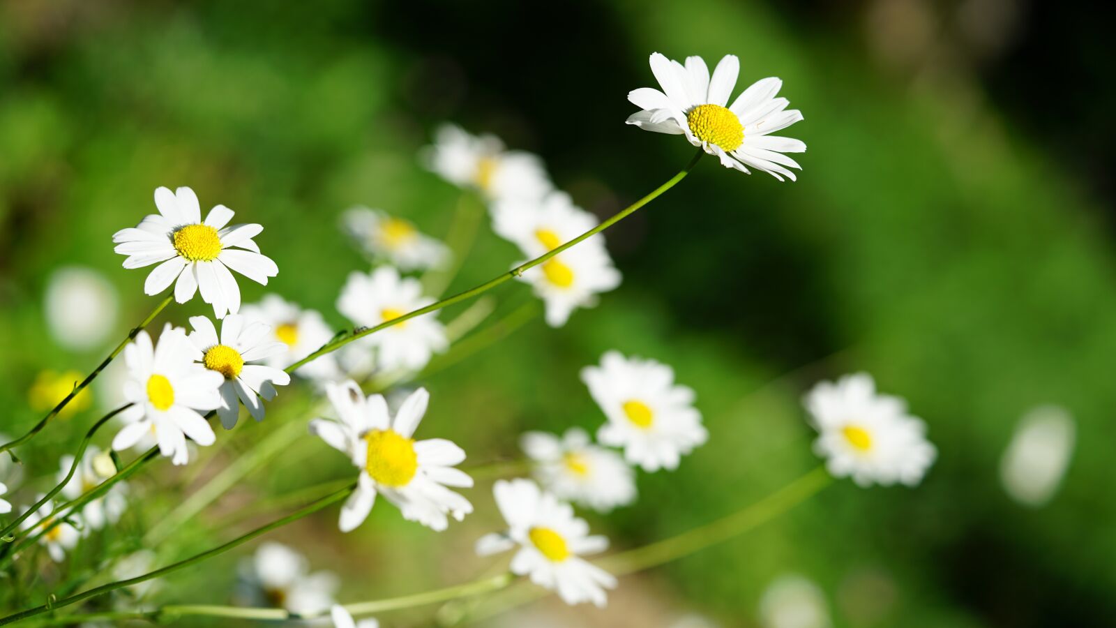 Sony a7R II + Sony FE 90mm F2.8 Macro G OSS sample photo. Flowers, daisies, spring photography