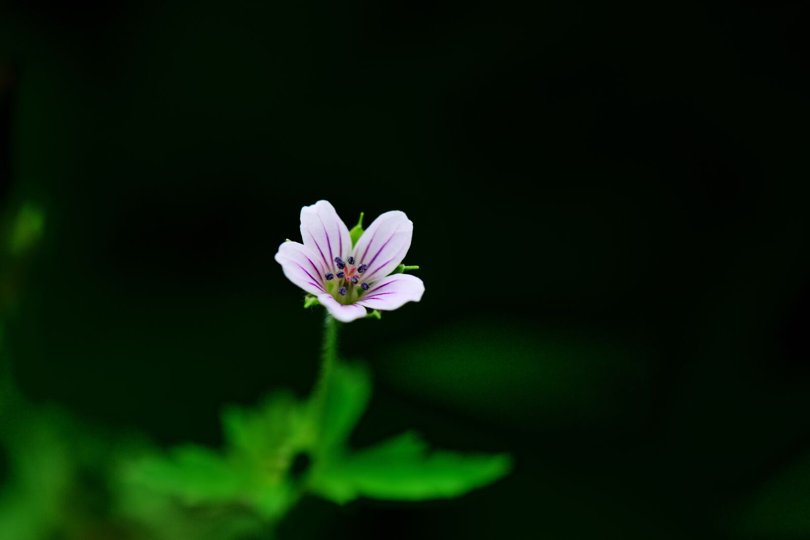 Nikon D800 sample photo. Autumnal, plant, thunberg's geranium photography