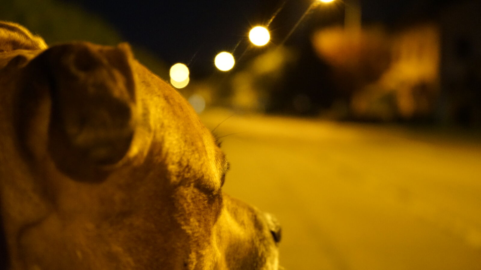 Sony FE 28-70mm F3.5-5.6 OSS sample photo. Bokeh, dog, lights, night photography