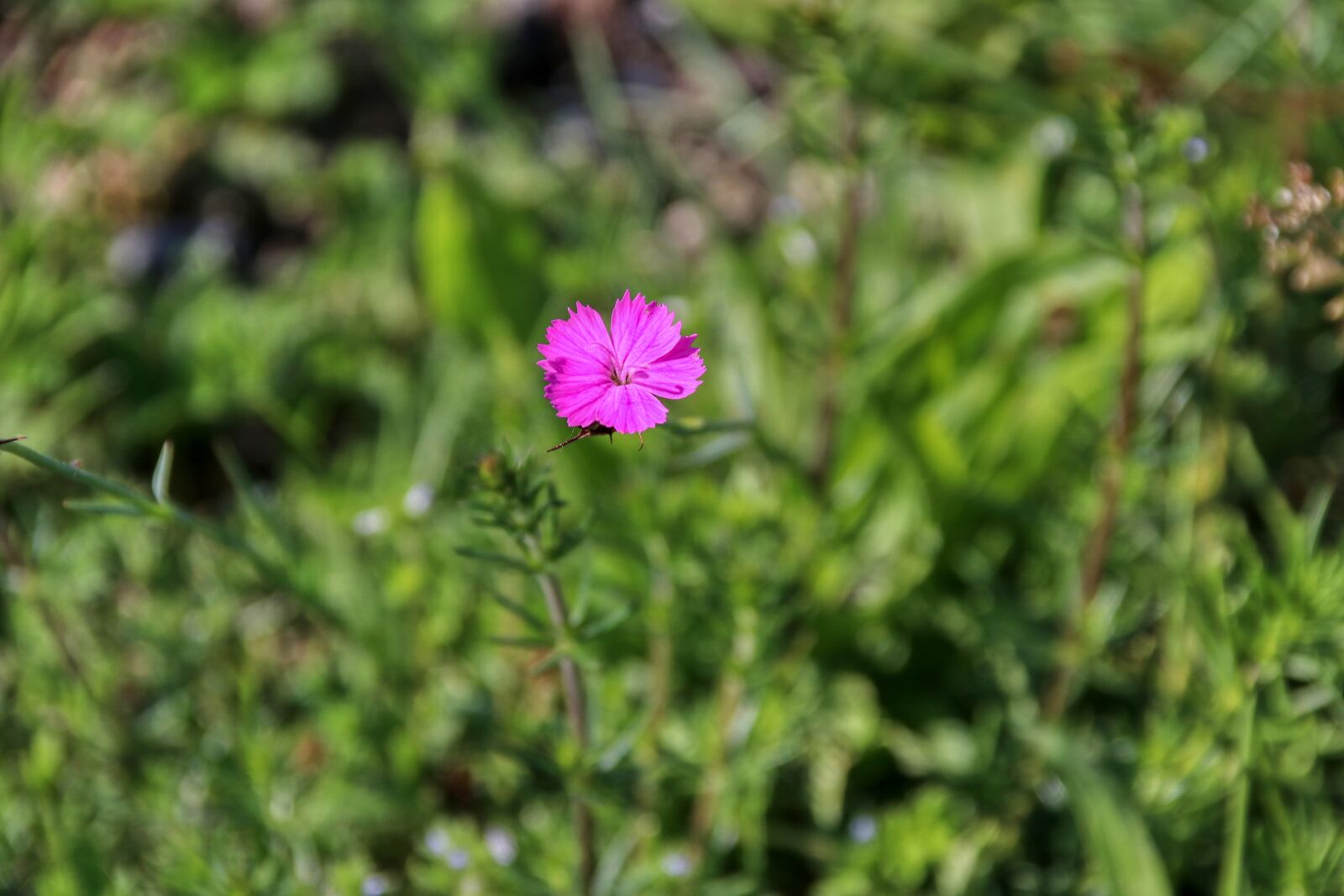 Canon EOS 80D sample photo. Flower garden, spring, nature photography