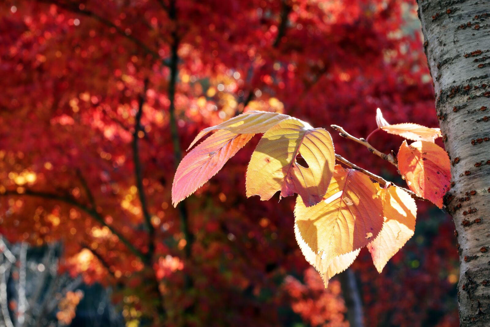 Canon EOS 6D Mark II + Sigma 85mm F1.4 DG HSM Art sample photo. Autumn leaves, autumn, the photography