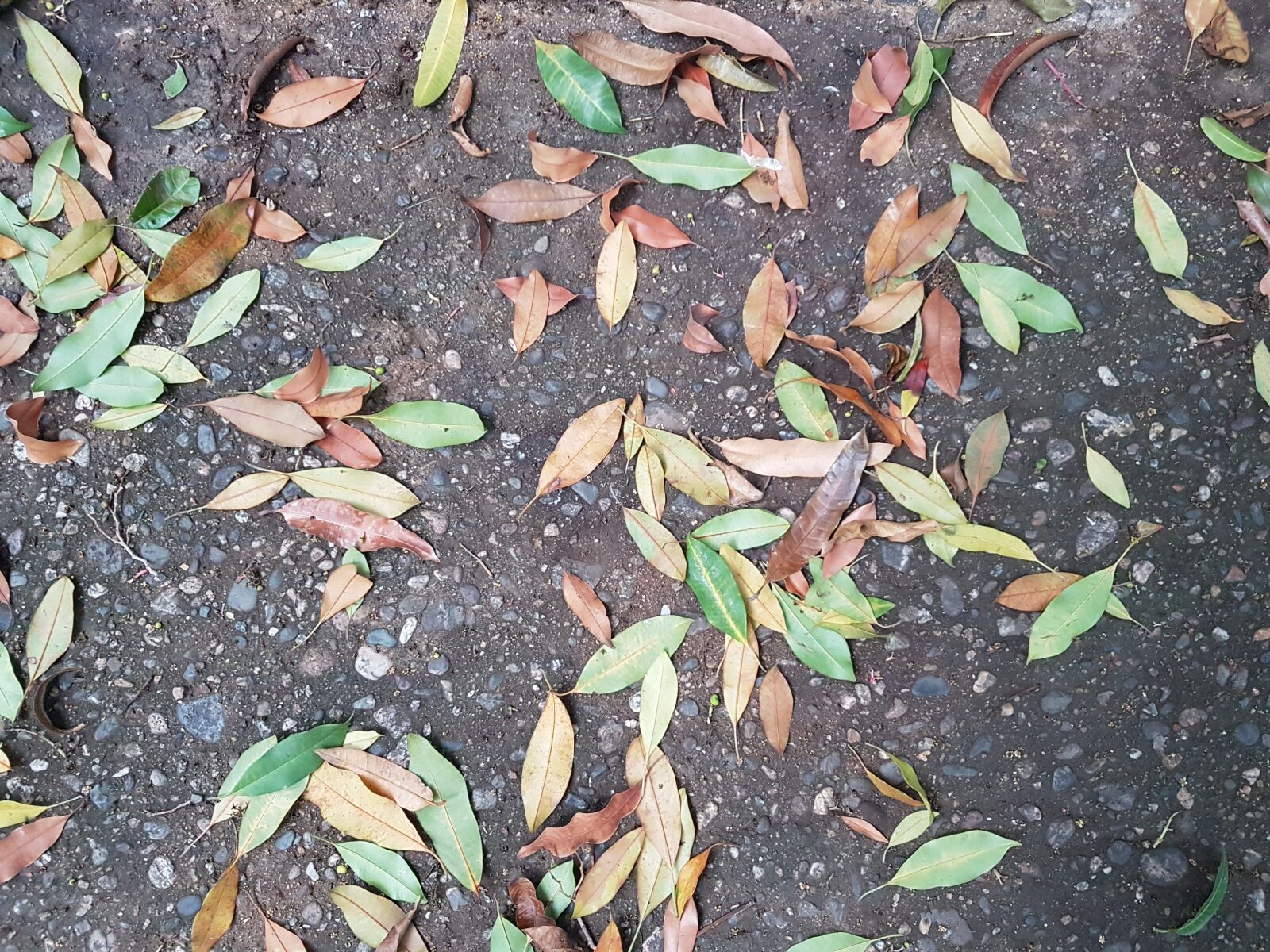 Samsung Galaxy S7 sample photo. Floor, leaves, colors photography