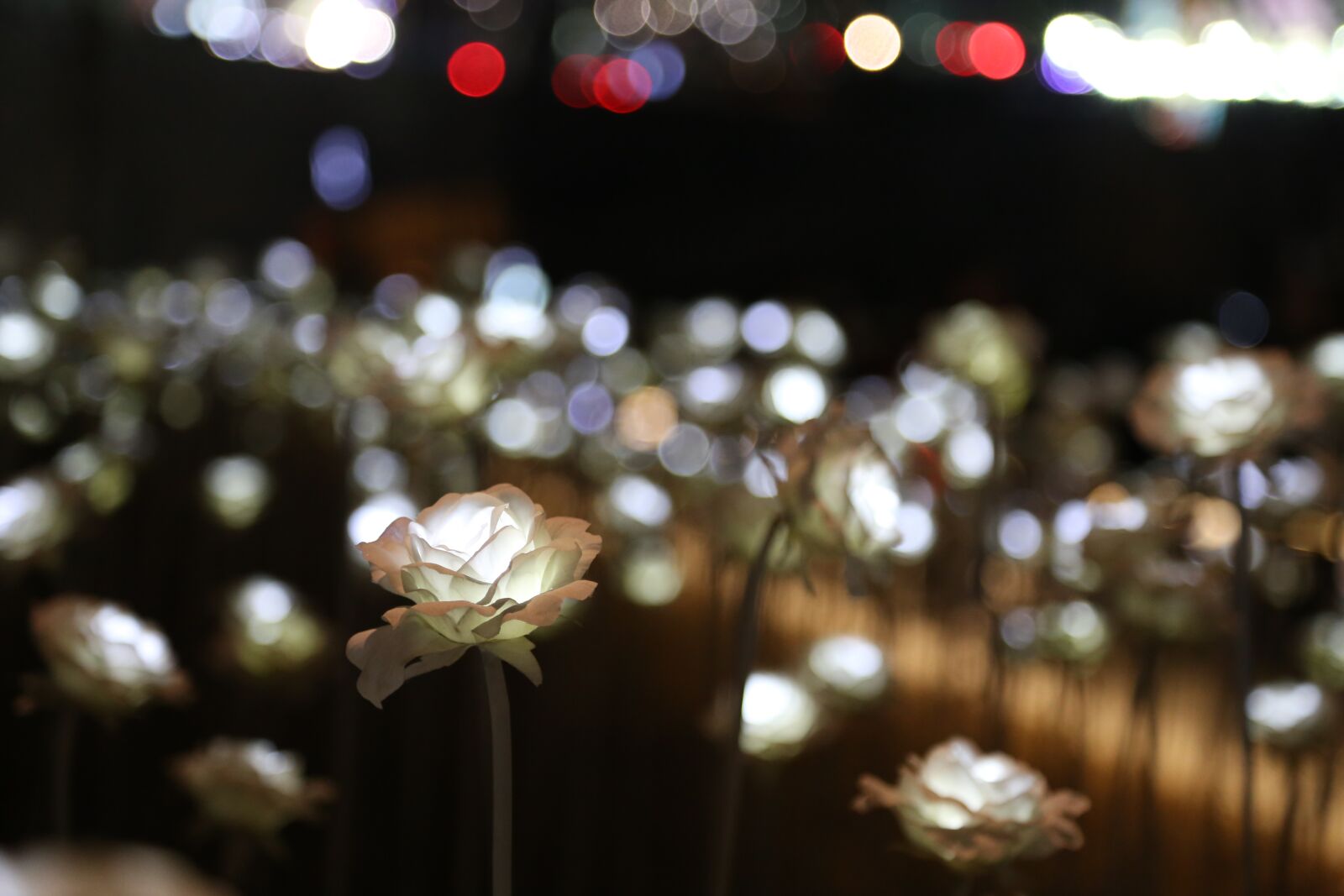 Canon EOS 6D + Canon EF 24-105mm F4L IS USM sample photo. Rose, lighting, light photography