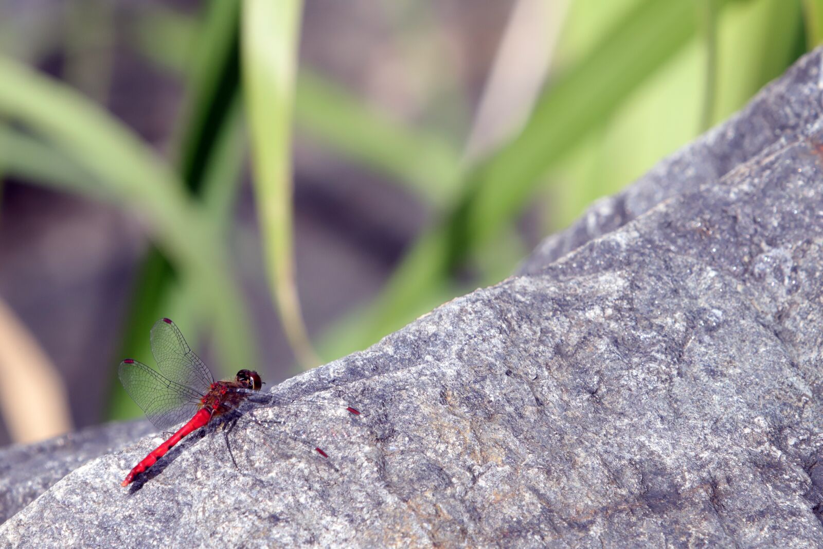 Canon EF 70-200mm F2.8L USM sample photo. Dragonfly, red dragonfly, insects photography