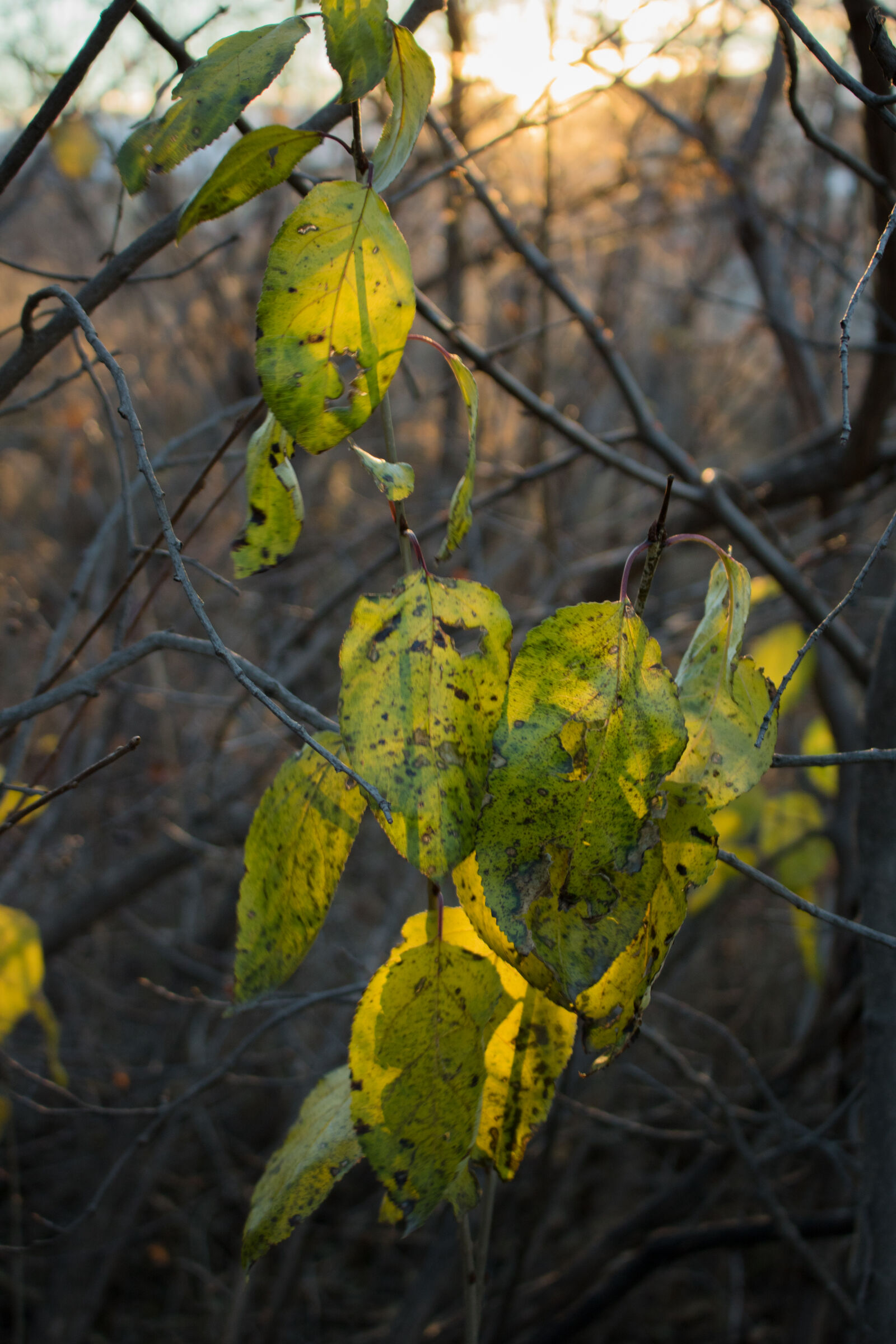 Canon EOS 750D (EOS Rebel T6i / EOS Kiss X8i) sample photo. Leaves, sunset photography