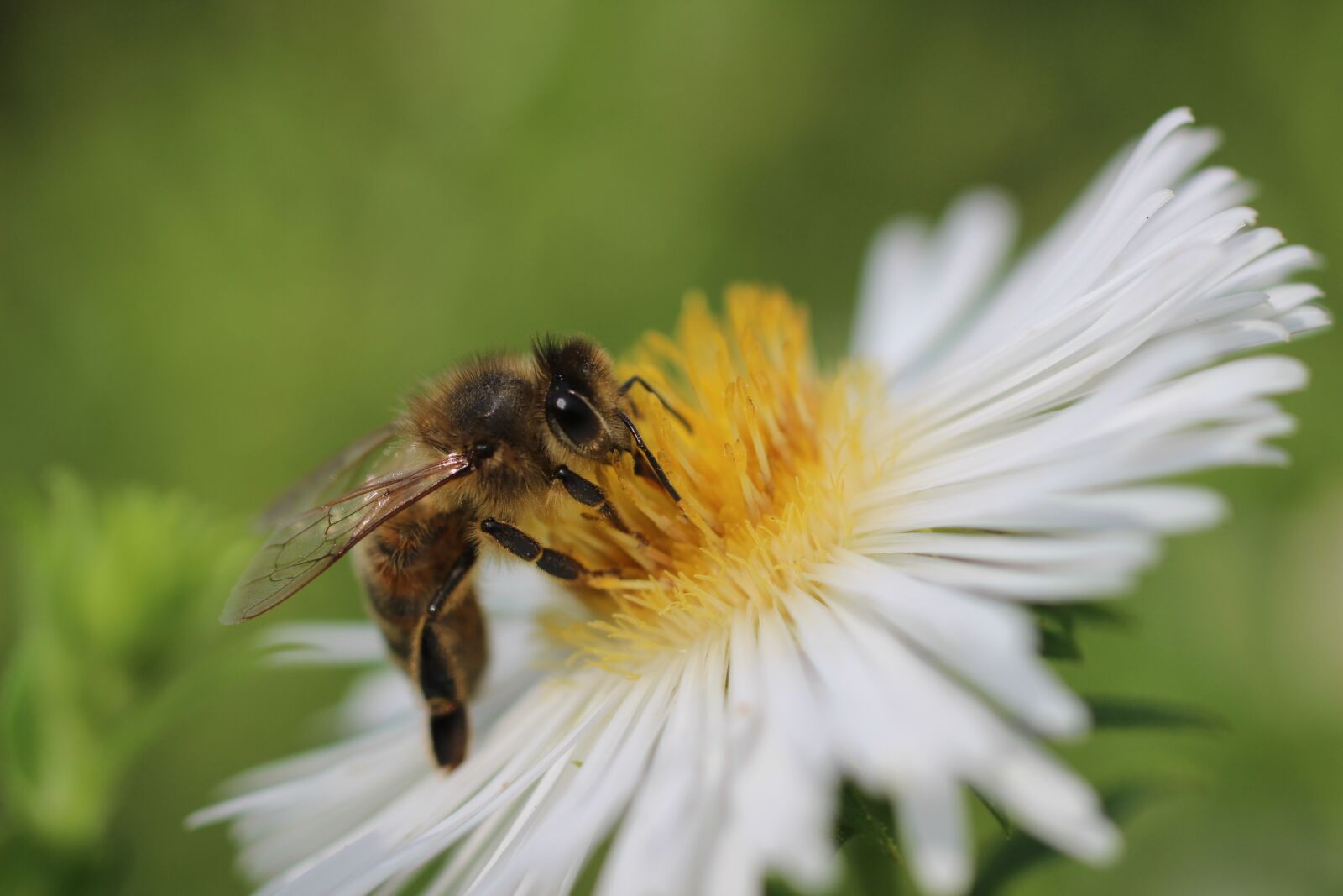 Canon EOS 600D (Rebel EOS T3i / EOS Kiss X5) + Canon EF 50mm F2.5 Macro sample photo. Macro, honeybee, flower photography