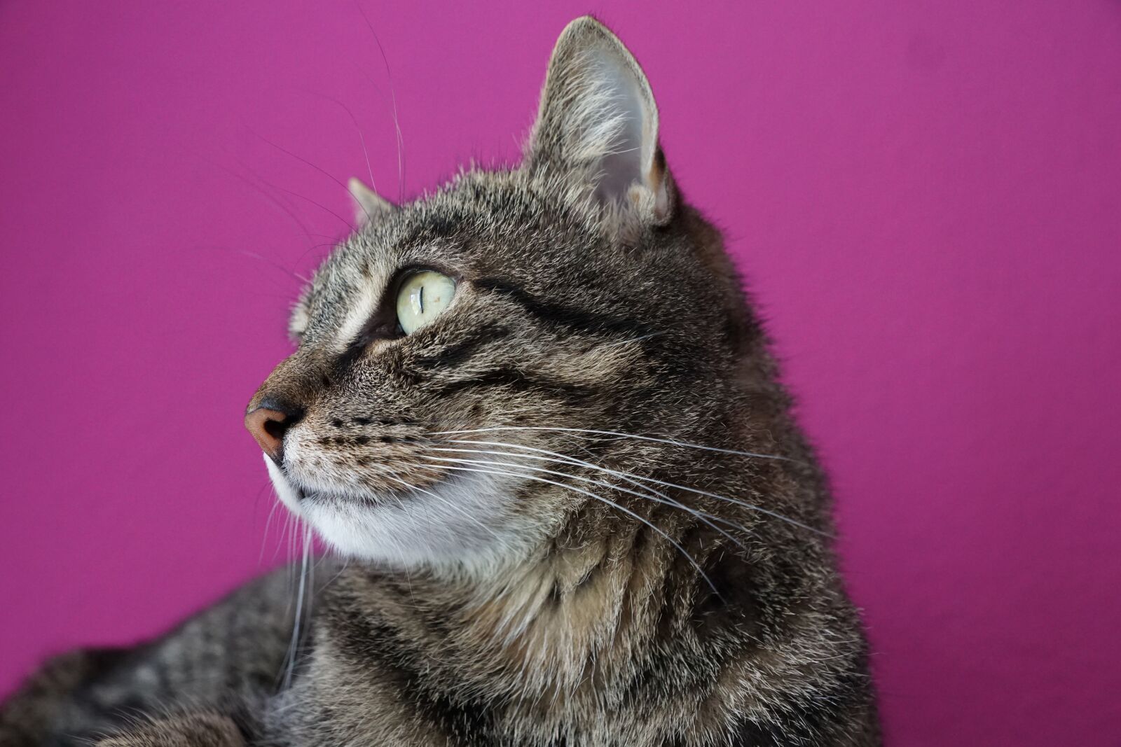 Sony ILCA-77M2 + Sony DT 16-50mm F2.8 SSM sample photo. Cat, tiger, animal photography