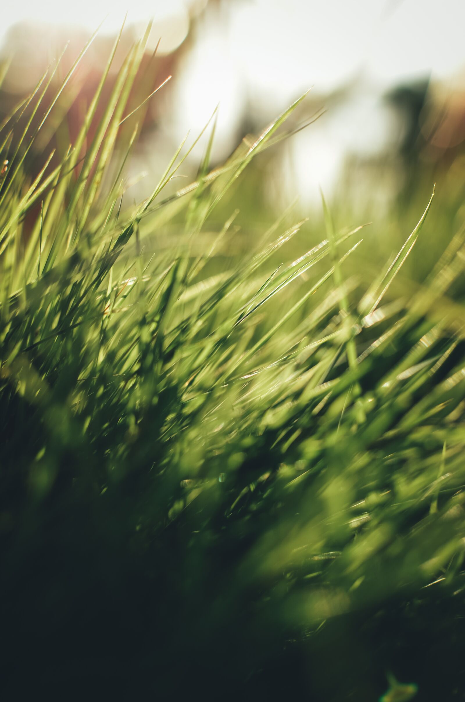 Nikon D5100 sample photo. Grass, green, light photography