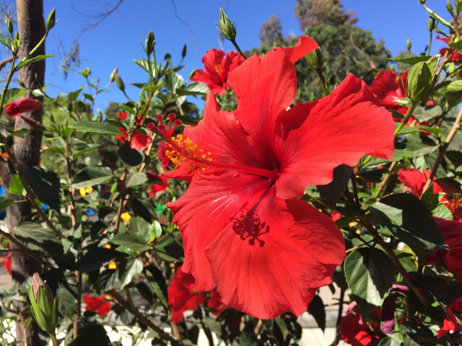iPhone 6 back camera 4.15mm f/2.2 sample photo. Flower, hibiscus, tropical photography