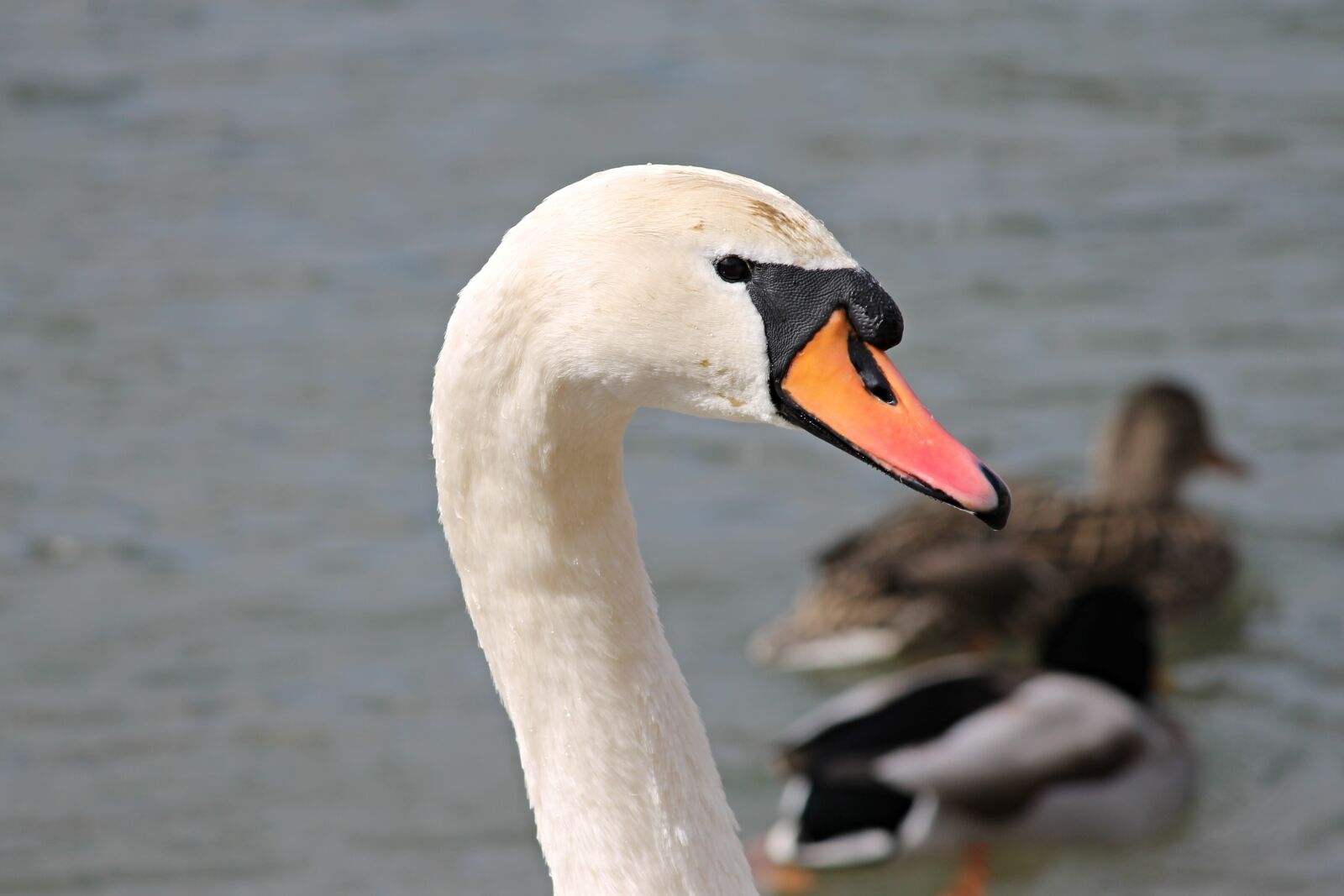 Canon EOS 1100D (EOS Rebel T3 / EOS Kiss X50) sample photo. Swan, mute swan, cygnus photography