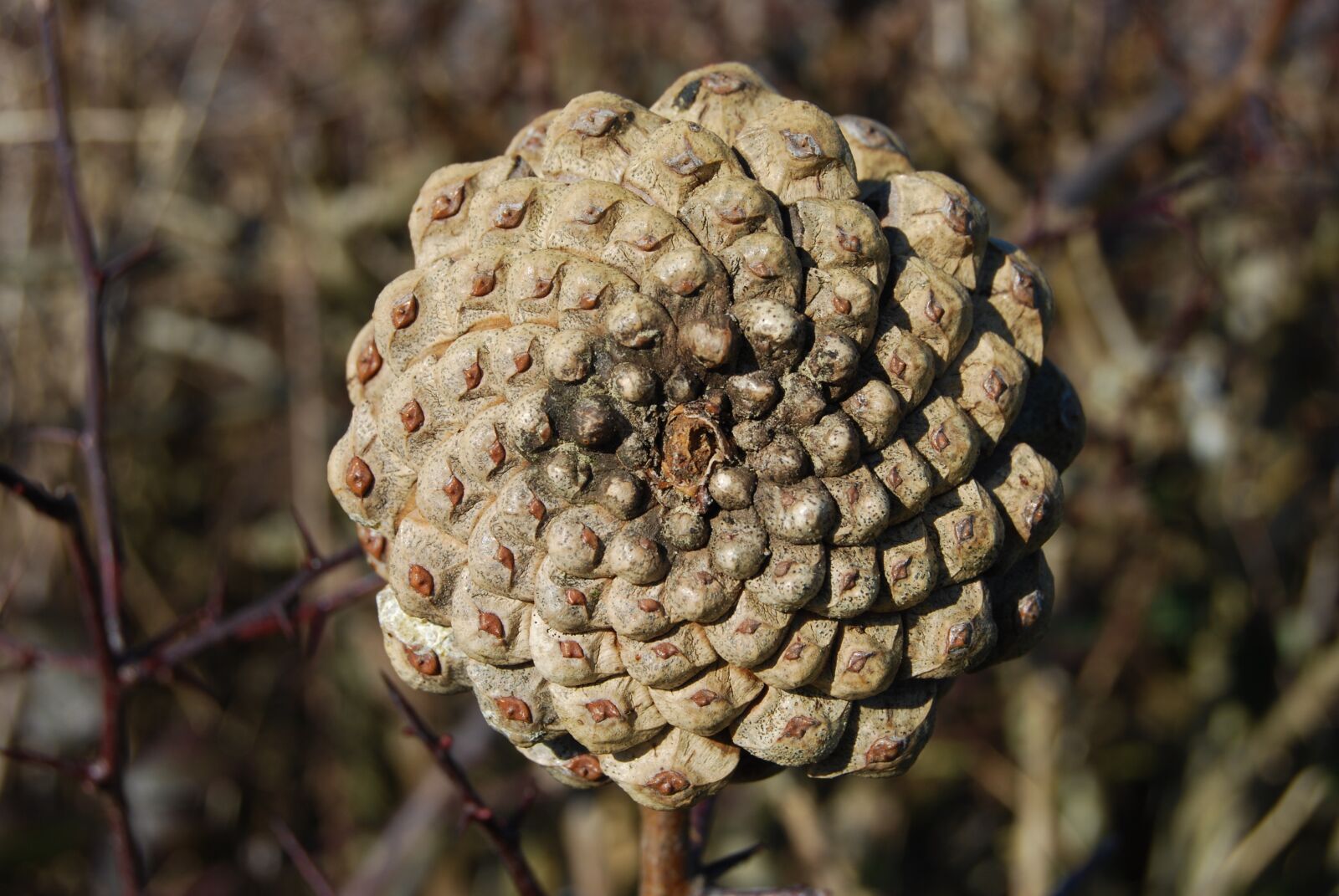 Nikon D40X sample photo. Pine, cone, spiral photography