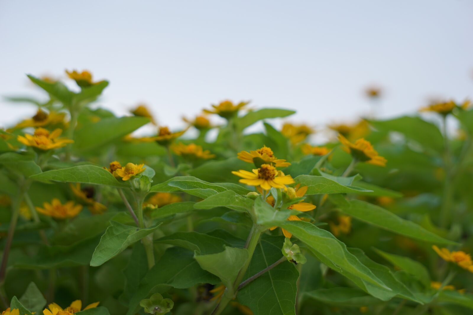 Sony a6000 sample photo. Flower, yellow photography