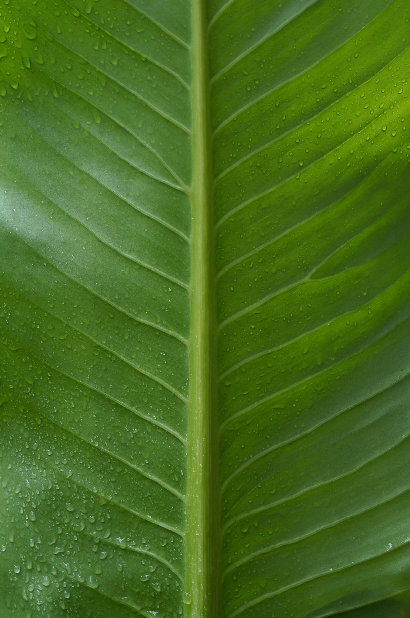 Sony Alpha NEX-F3 + Sony E 18-55mm F3.5-5.6 OSS sample photo. The leaves, green leaf photography