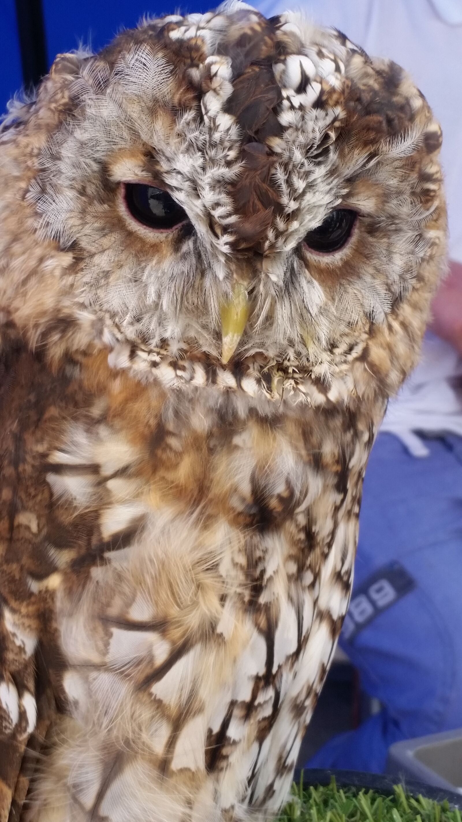 Samsung Galaxy S5 sample photo. Owl, bird, wildlife photography