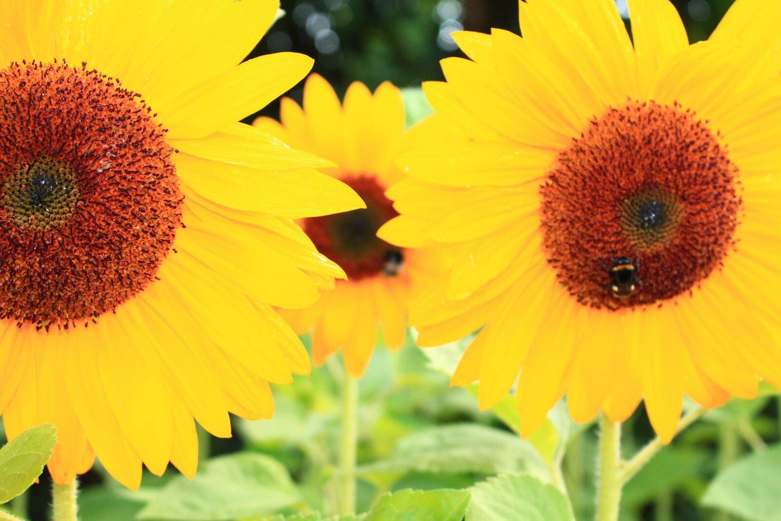 Canon EOS 700D (EOS Rebel T5i / EOS Kiss X7i) sample photo. Sunflower, bee, summer photography