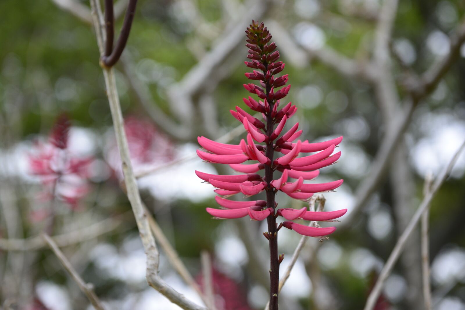Nikon D610 sample photo. Flower, bloom, burgundy photography