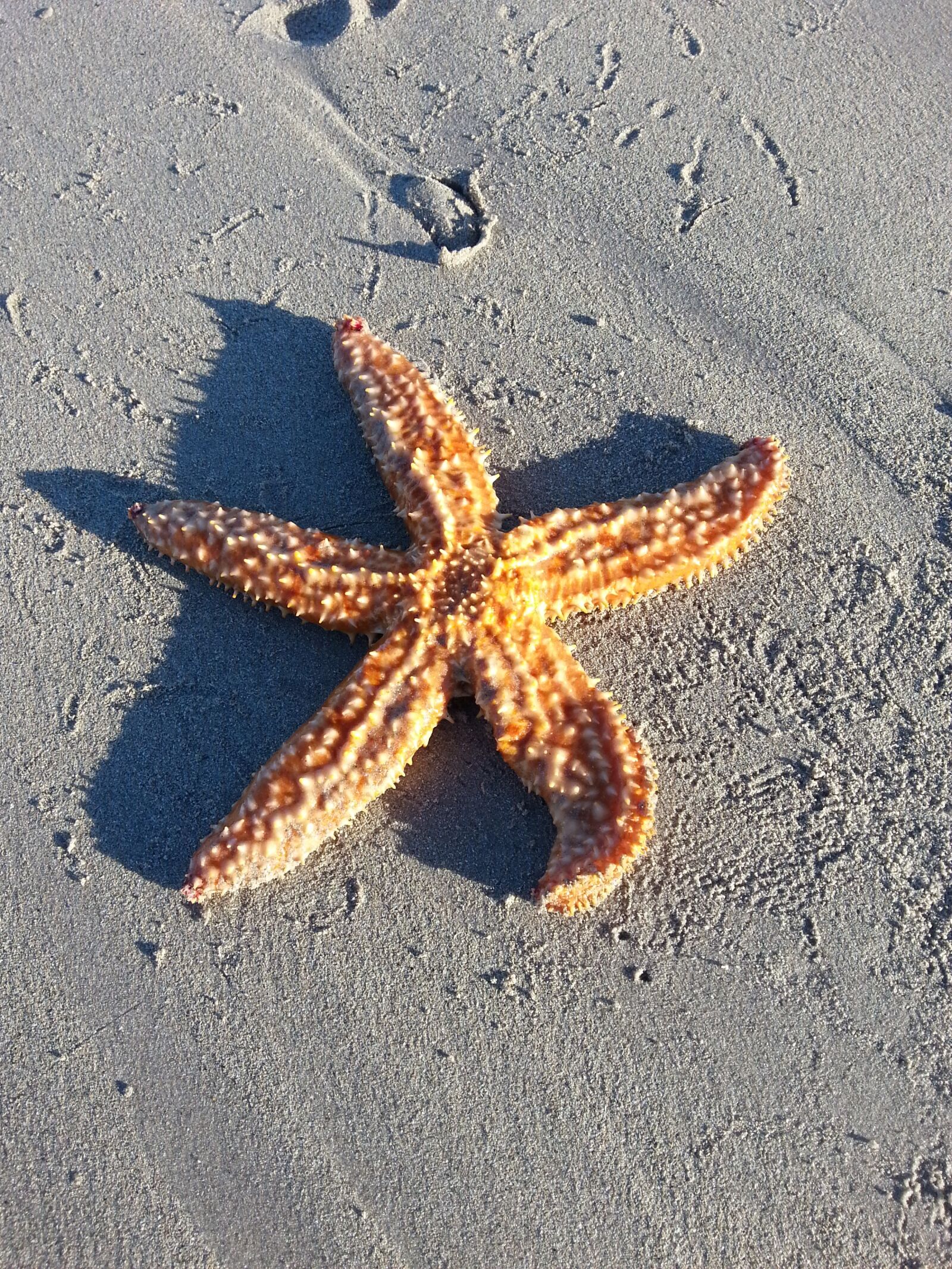 Samsung Galaxy Note2 sample photo. Starfish, sand, beach photography