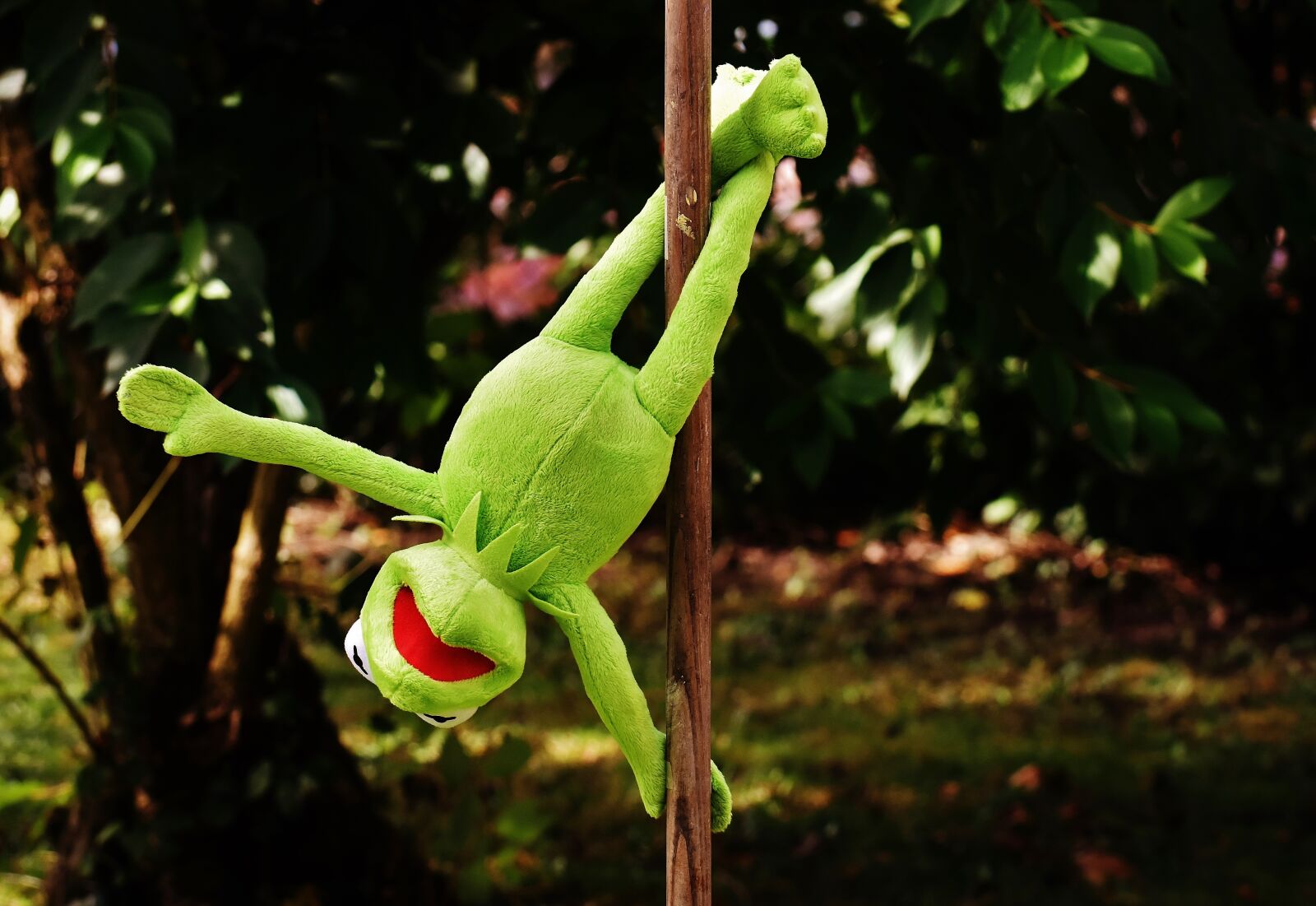 Nikon D7200 sample photo. Pole dance, kermit, funny photography