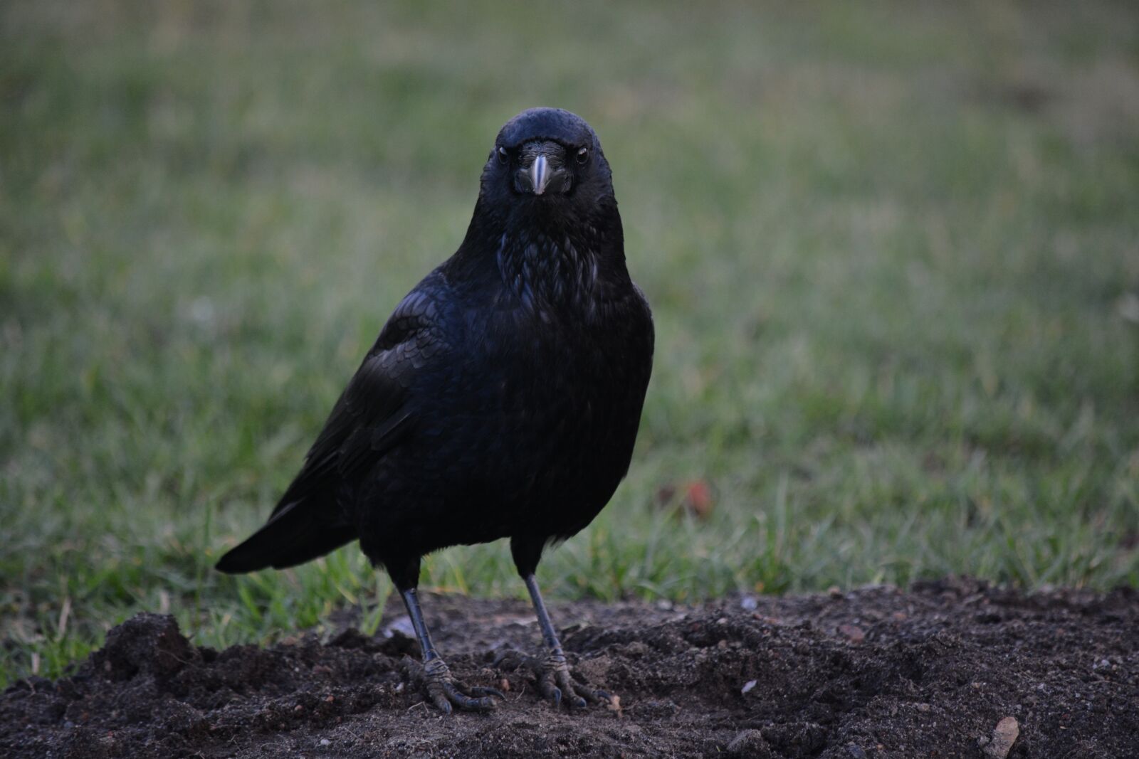 Nikon D7100 sample photo. Animal, bird, raven photography