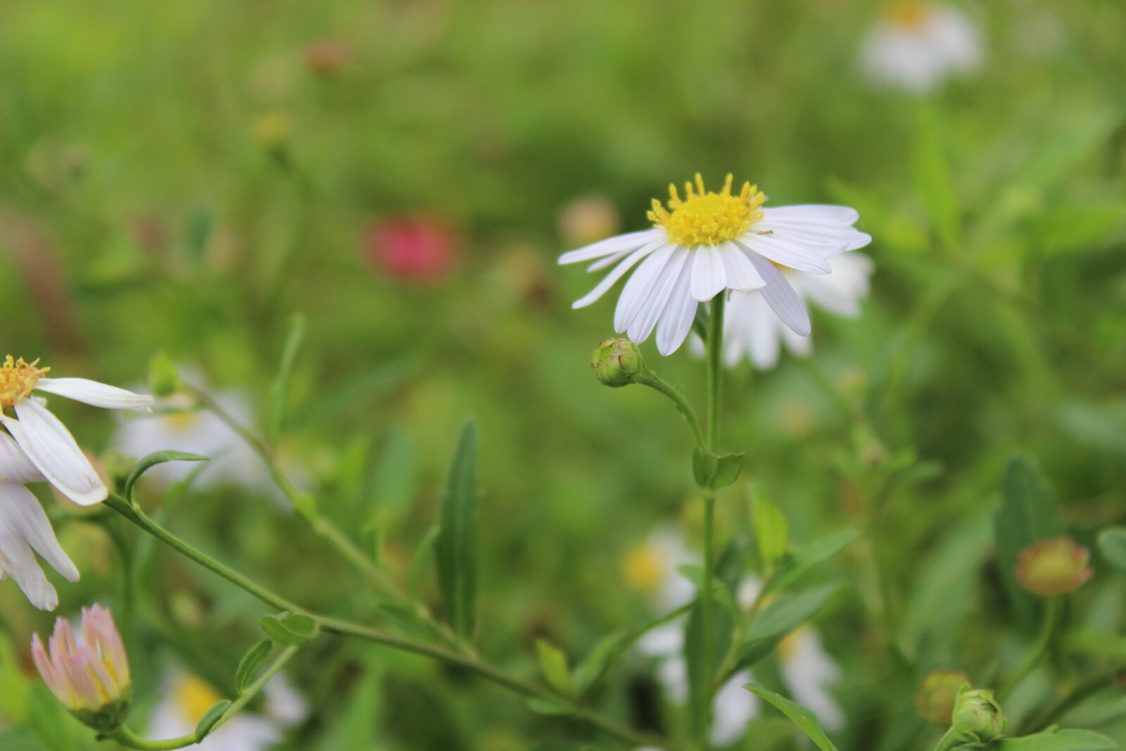 Canon EOS 600D (Rebel EOS T3i / EOS Kiss X5) sample photo. Daisy, white flowers, mead photography
