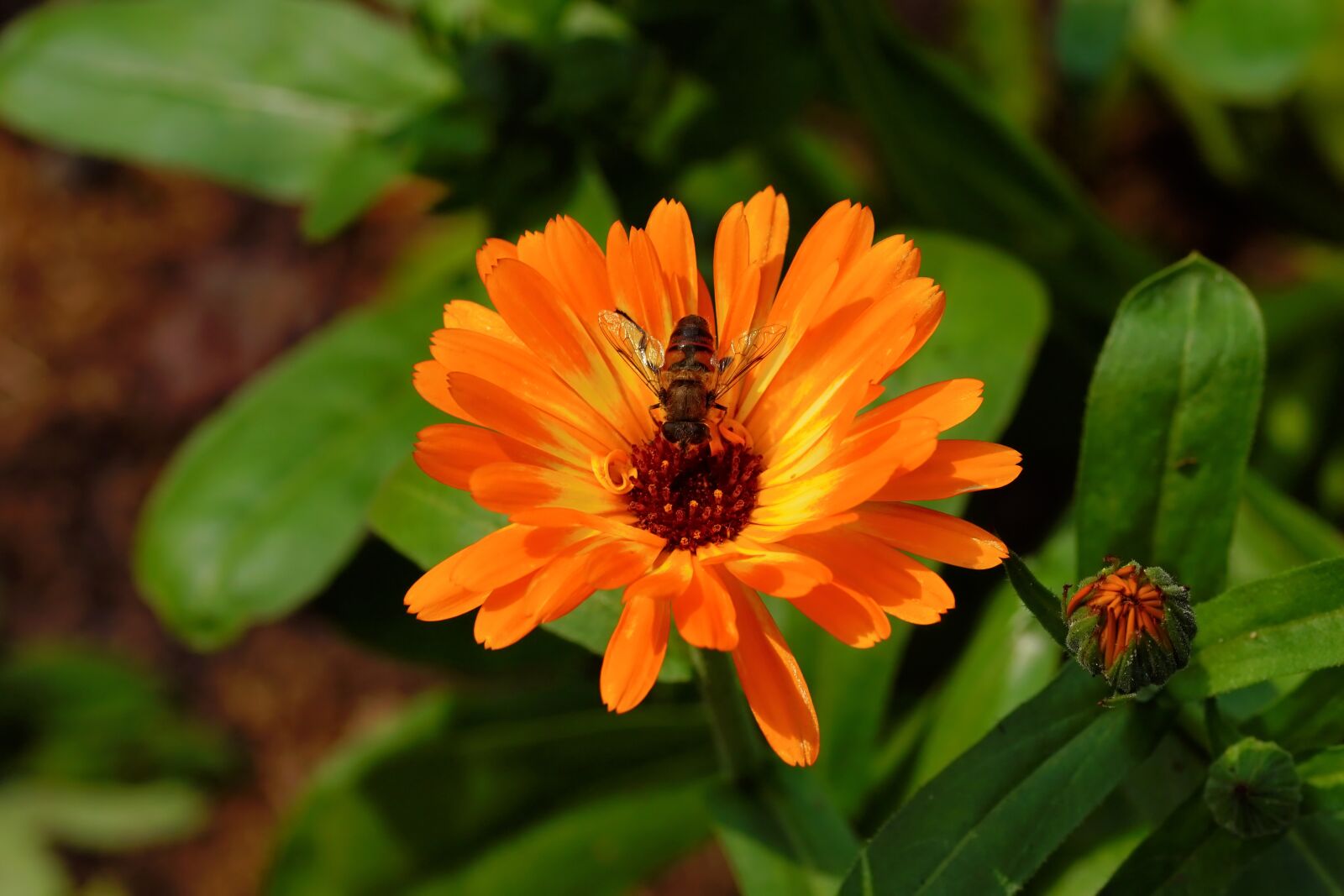 Sony SLT-A68 + 105mm F2.8 sample photo. Blossom, bloom, orange photography
