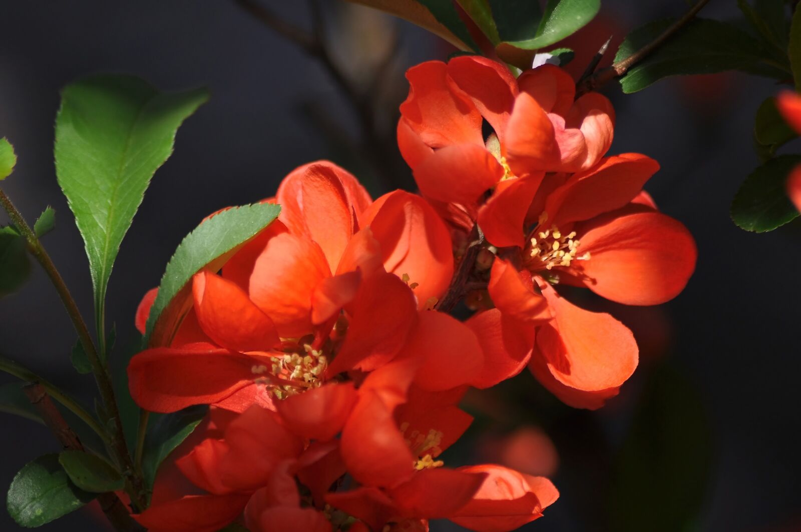 Nikon D90 sample photo. Flowers, red, orange photography