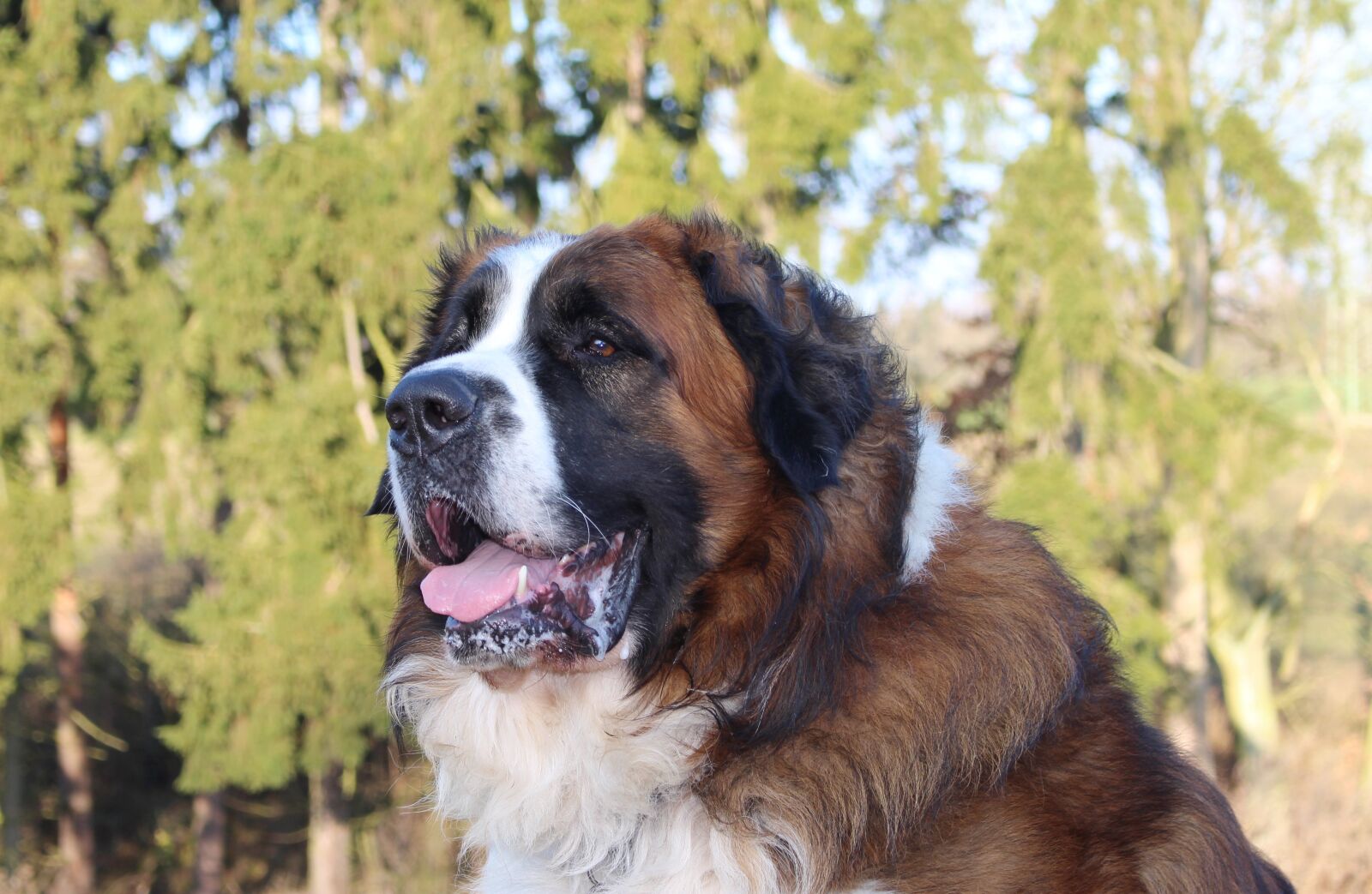 Canon EOS 700D (EOS Rebel T5i / EOS Kiss X7i) sample photo. Moscow guard dog, dog photography