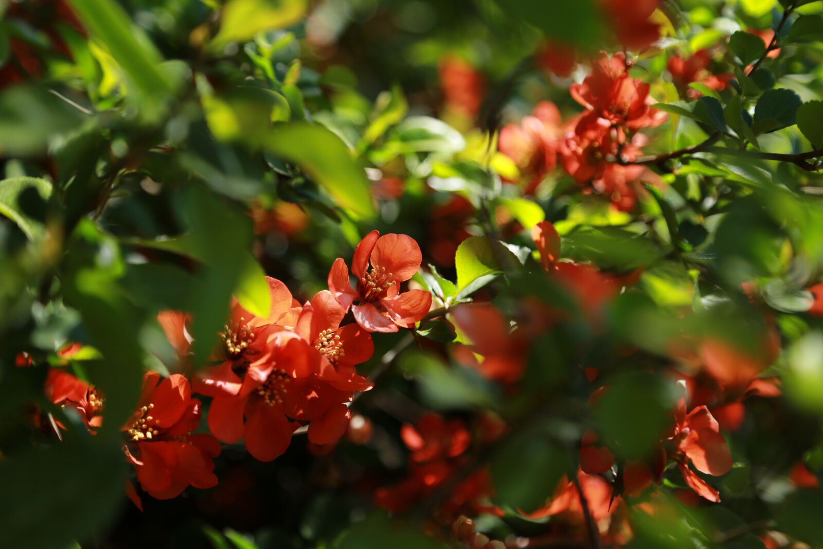 Canon EOS 6D + Canon EF 24-105mm F4L IS USM sample photo. Nature, flowers, plants photography