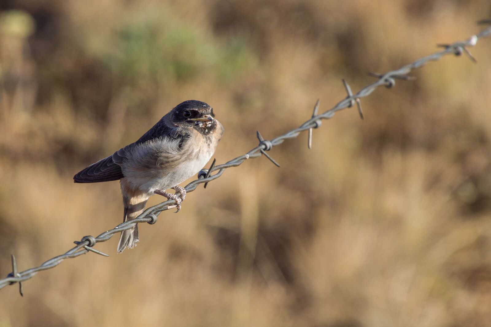 Nikon D3200 sample photo. Bird, sparrow, barbed photography