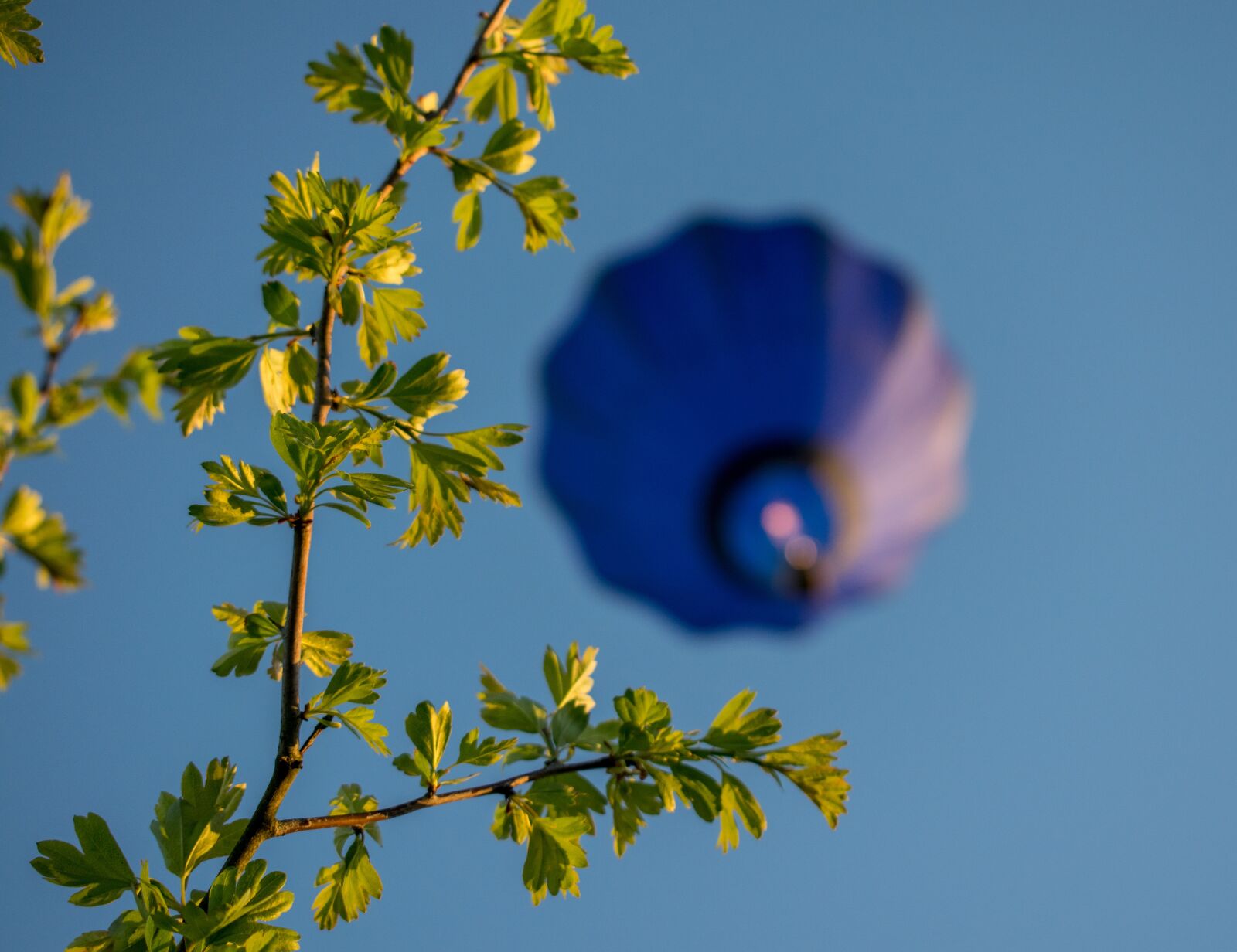 Nikon D3300 sample photo. Nature, flora, flower photography