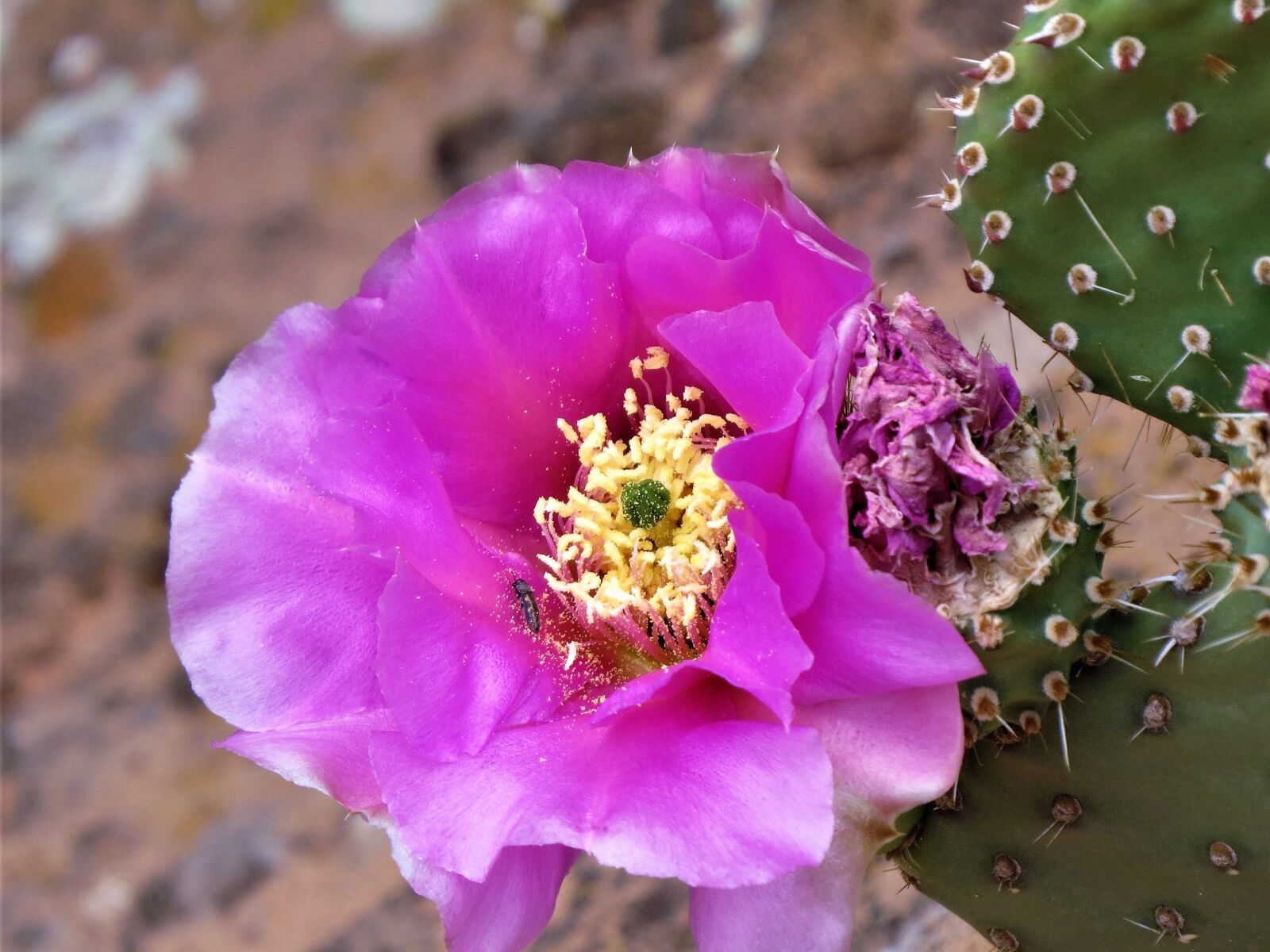 Canon PowerShot SX50 HS sample photo. Deep pink, cactus, hiking photography