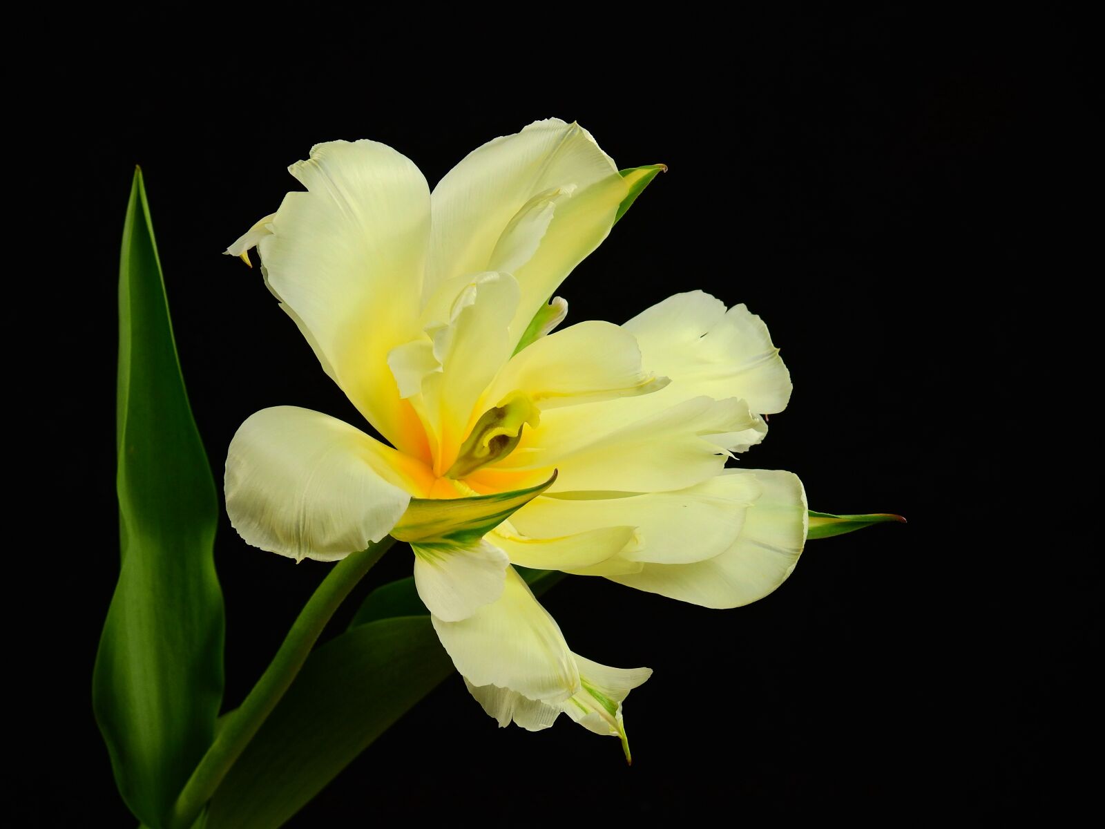 Nikon Coolpix P900 sample photo. Flowers, bloom, flower photography