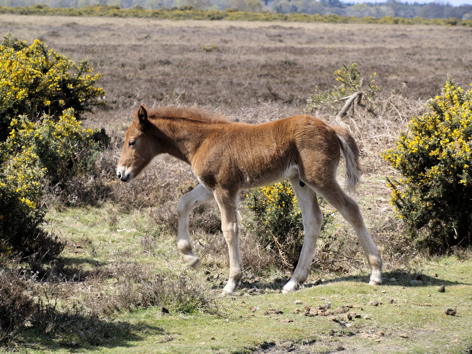 Olympus E-400 (EVOLT E-400) sample photo. Foal, new forest pony photography