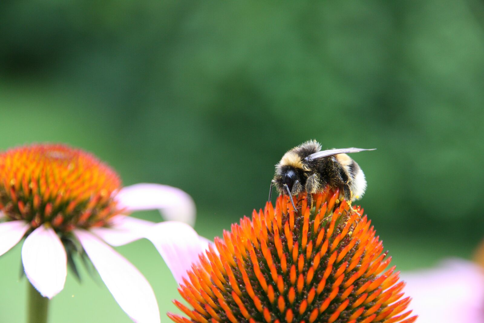Canon EOS 400D (EOS Digital Rebel XTi / EOS Kiss Digital X) sample photo. Hummel, coneflower, insect photography