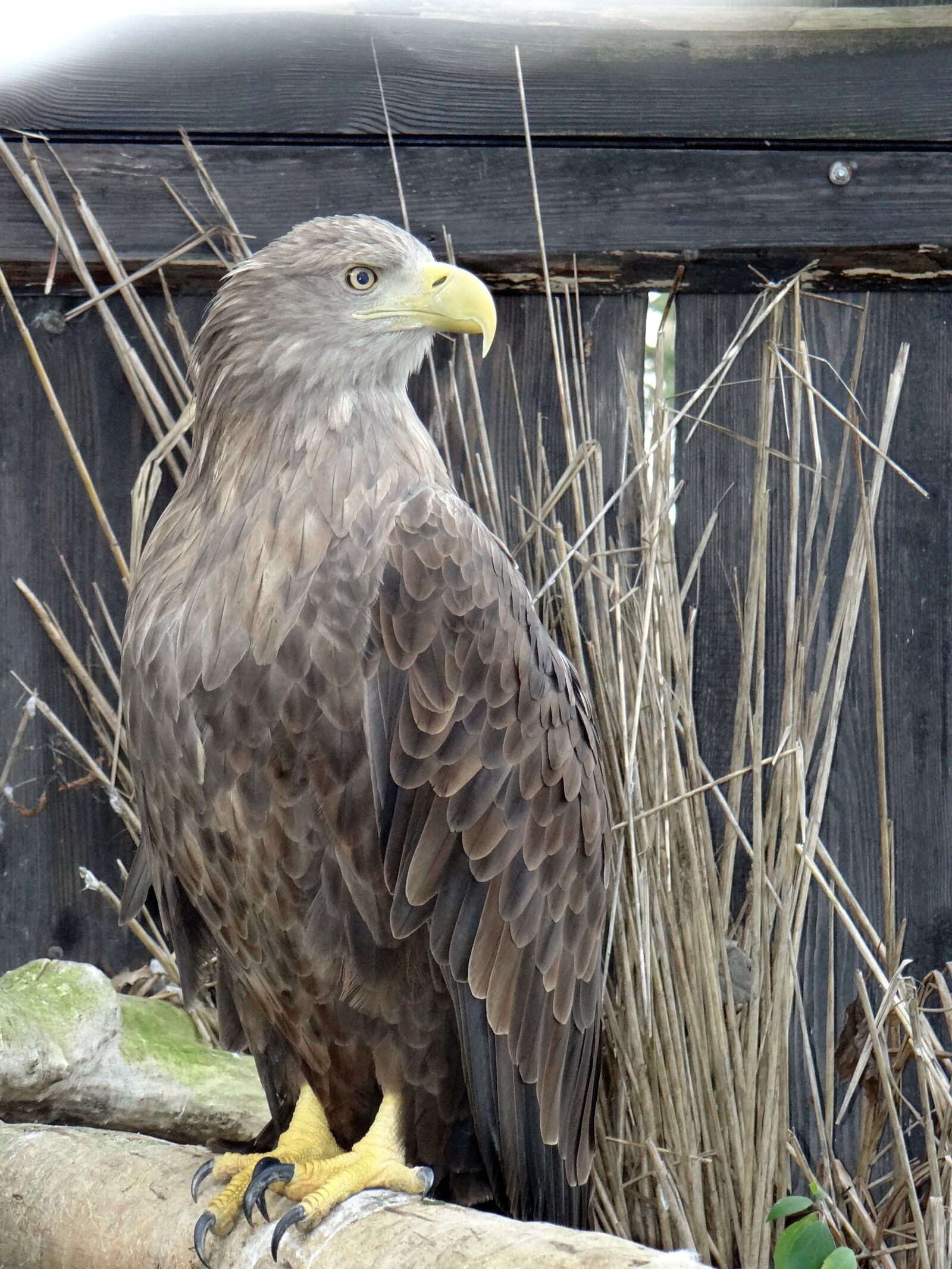 Sony DSC-HX200V sample photo. White-tailed eagle, bird of photography