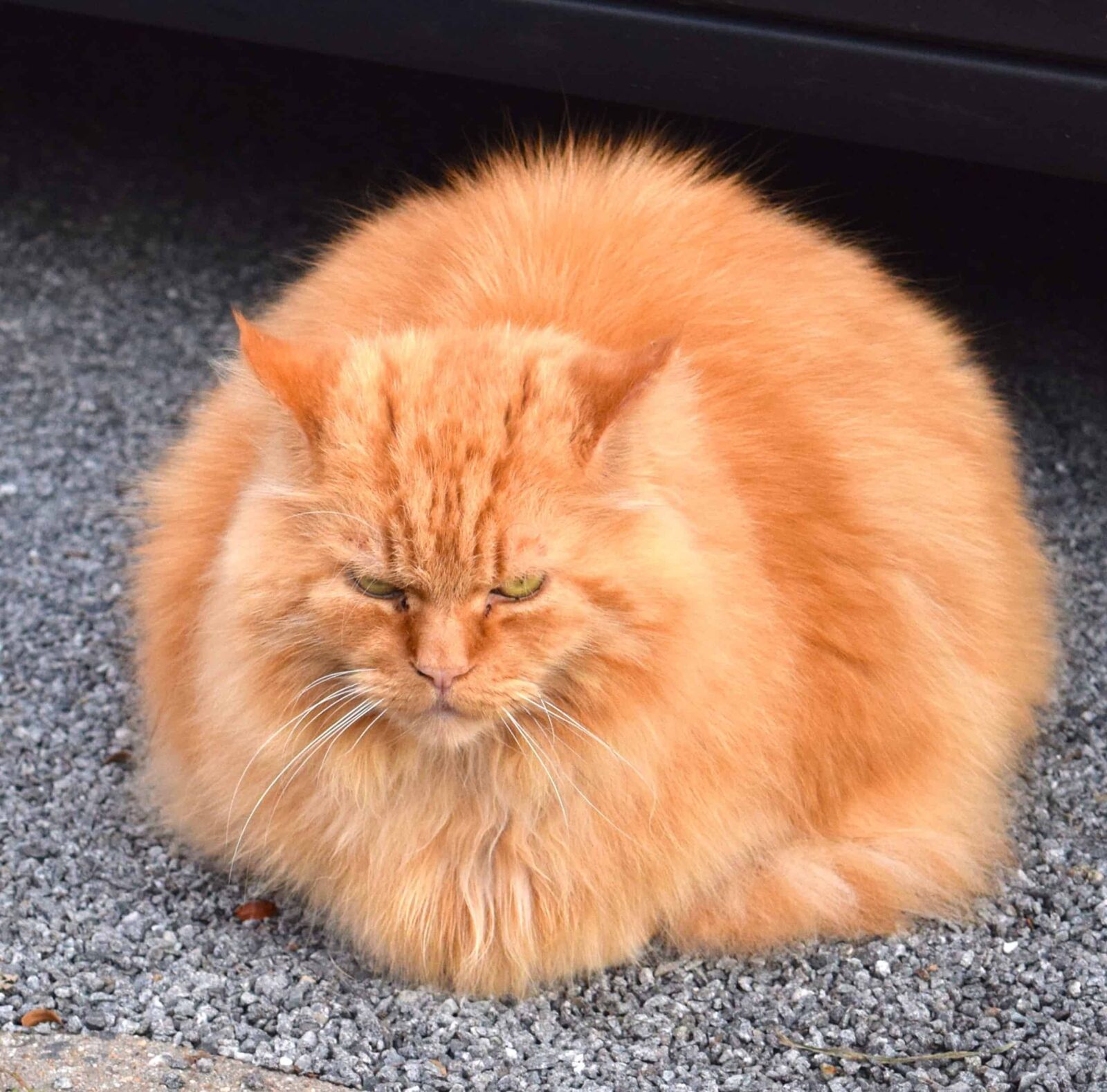 Nikon D3300 sample photo. Fur, cat, cute, animal photography